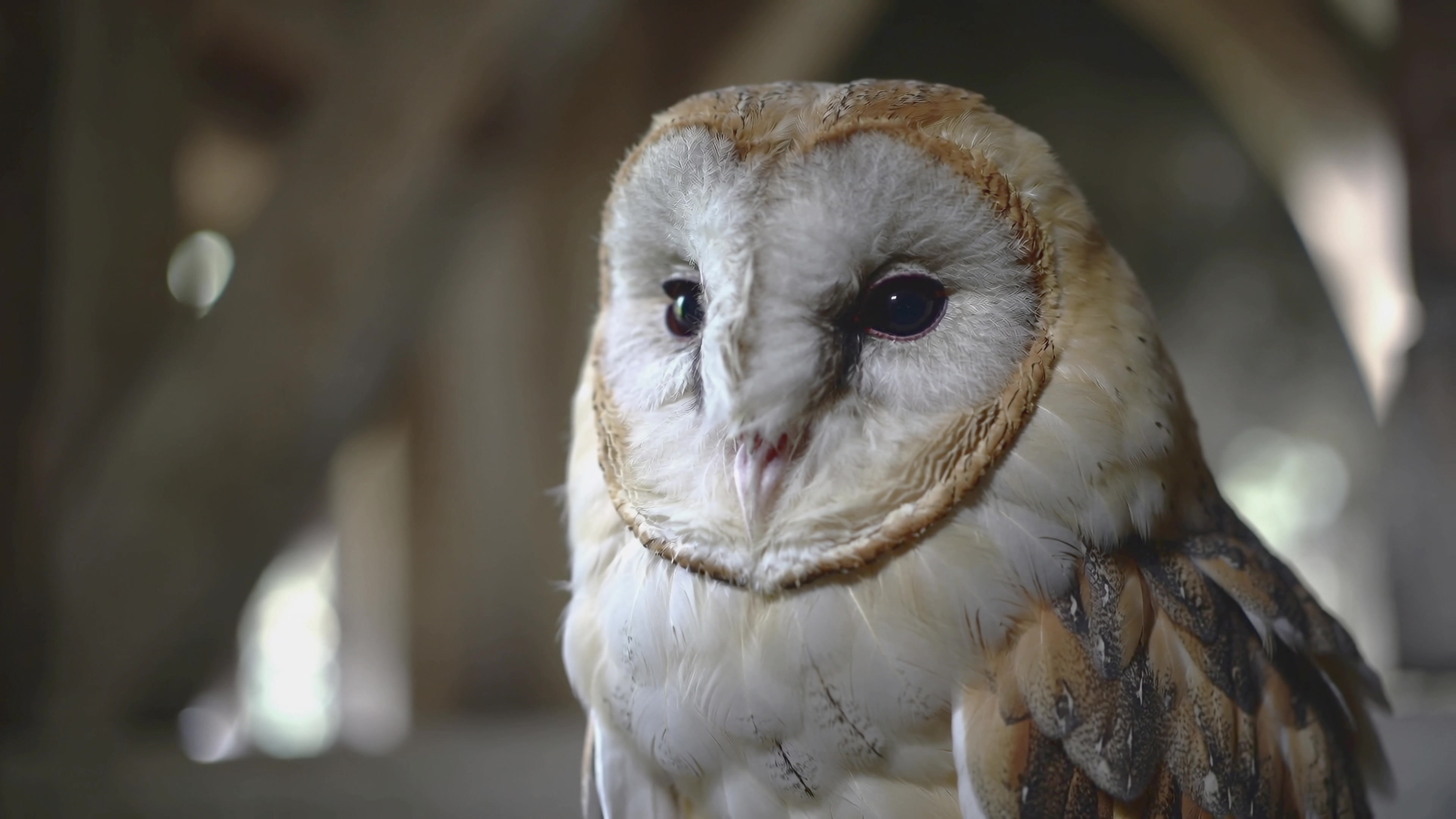 Owl perched quietly in a dim room during a wildlife presentation event
