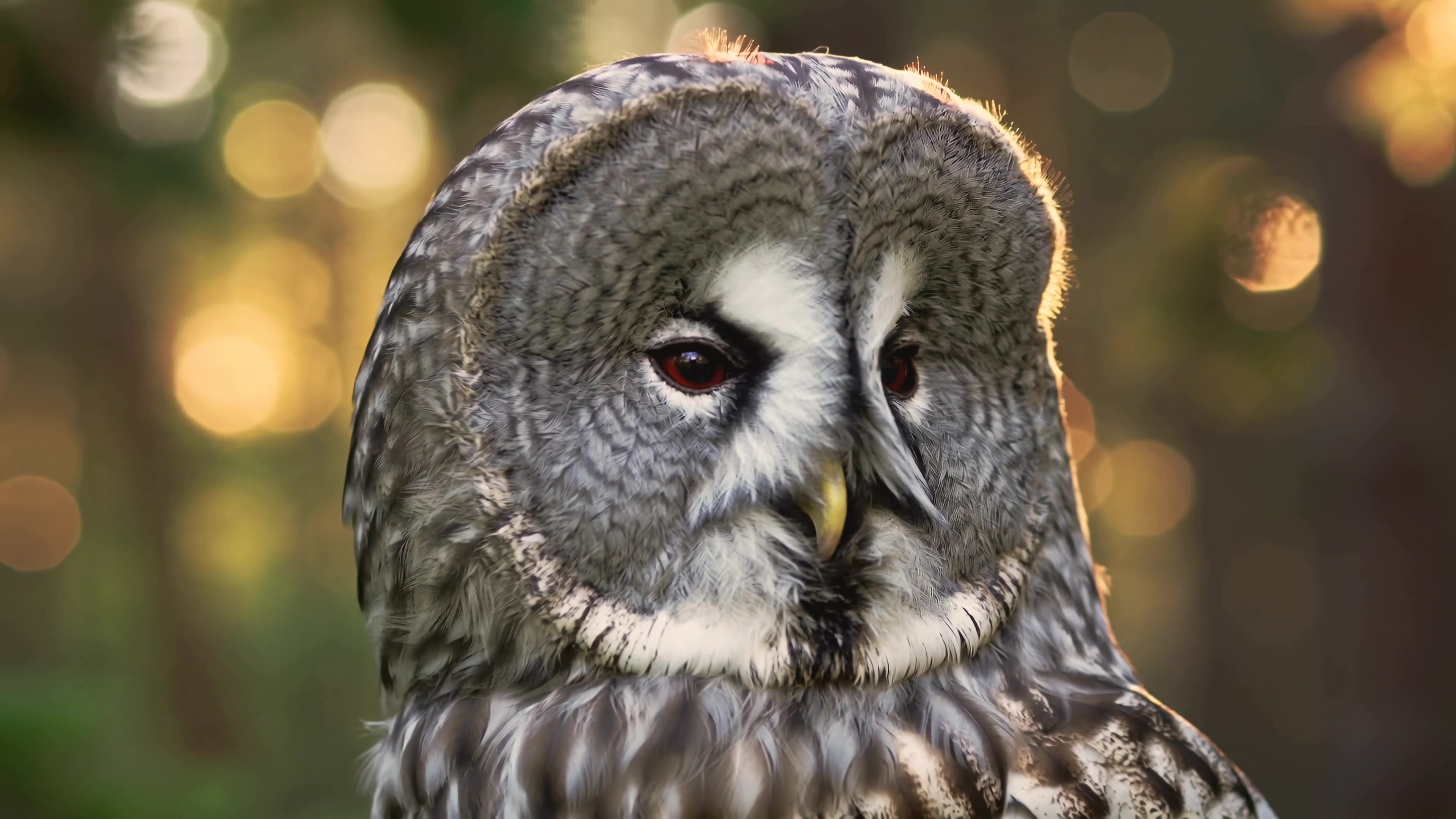 Great gray owl in a forest setting during sunset with blurred background