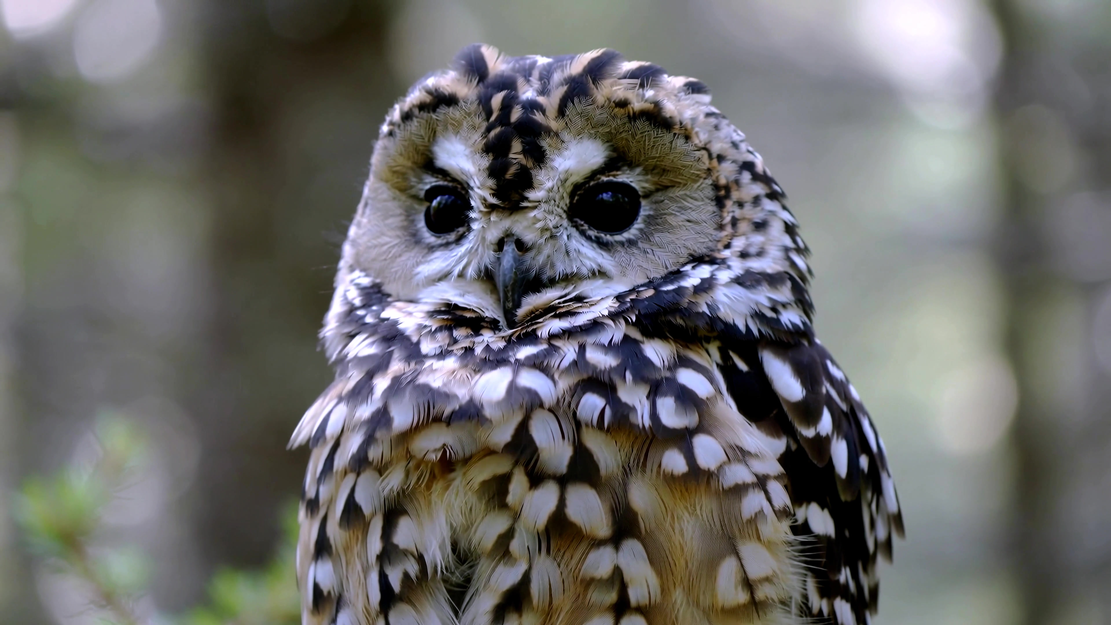 Owl perched quietly in forest during daytime, showing its feathers and eyes in natural habitat