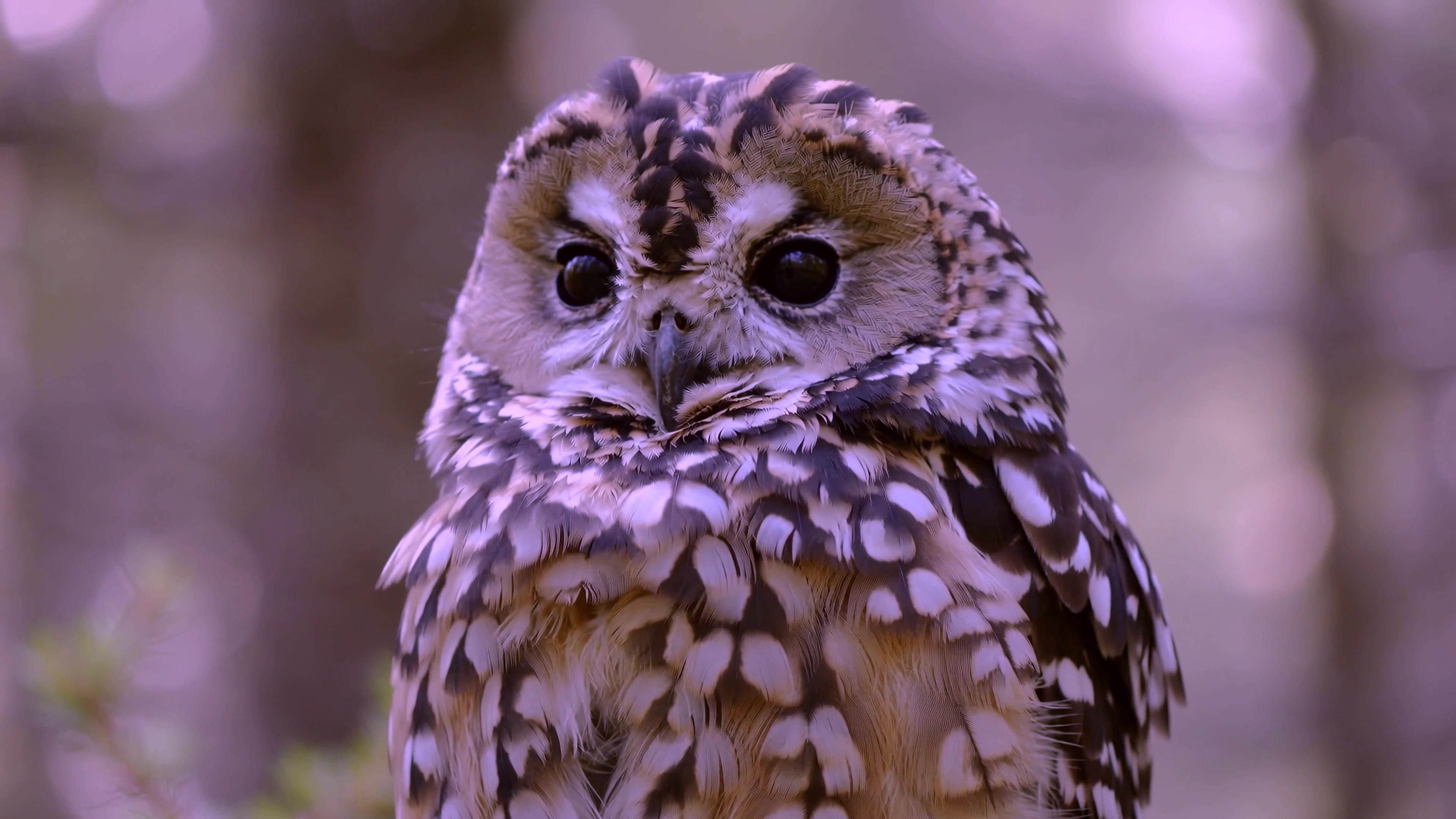 Owl sitting on a branch in a forest during twilight hours with purple hues in the background