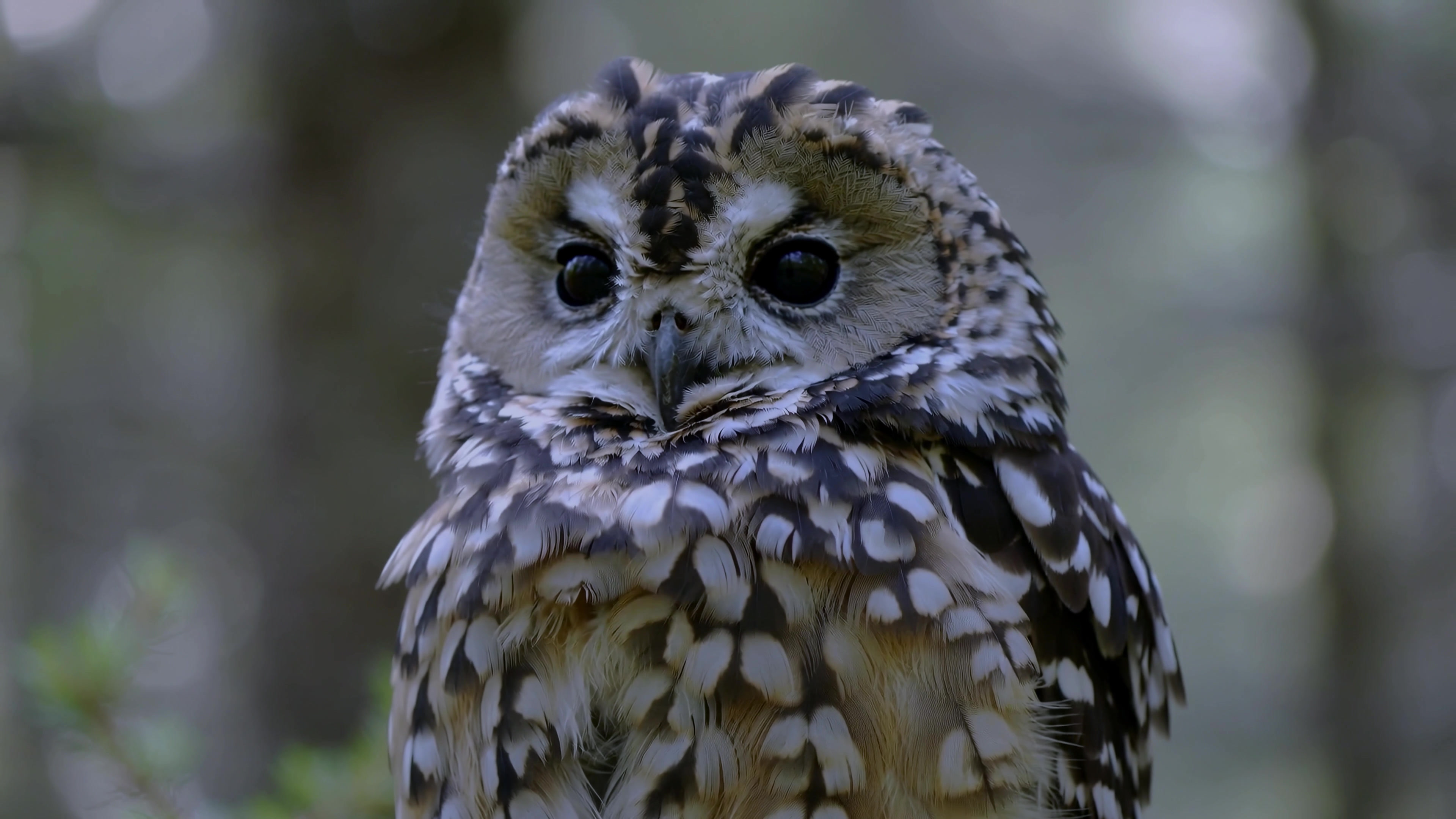 Owl perched on a branch in a forest during dusk hours, capturing night sights and sounds in its natural habitat