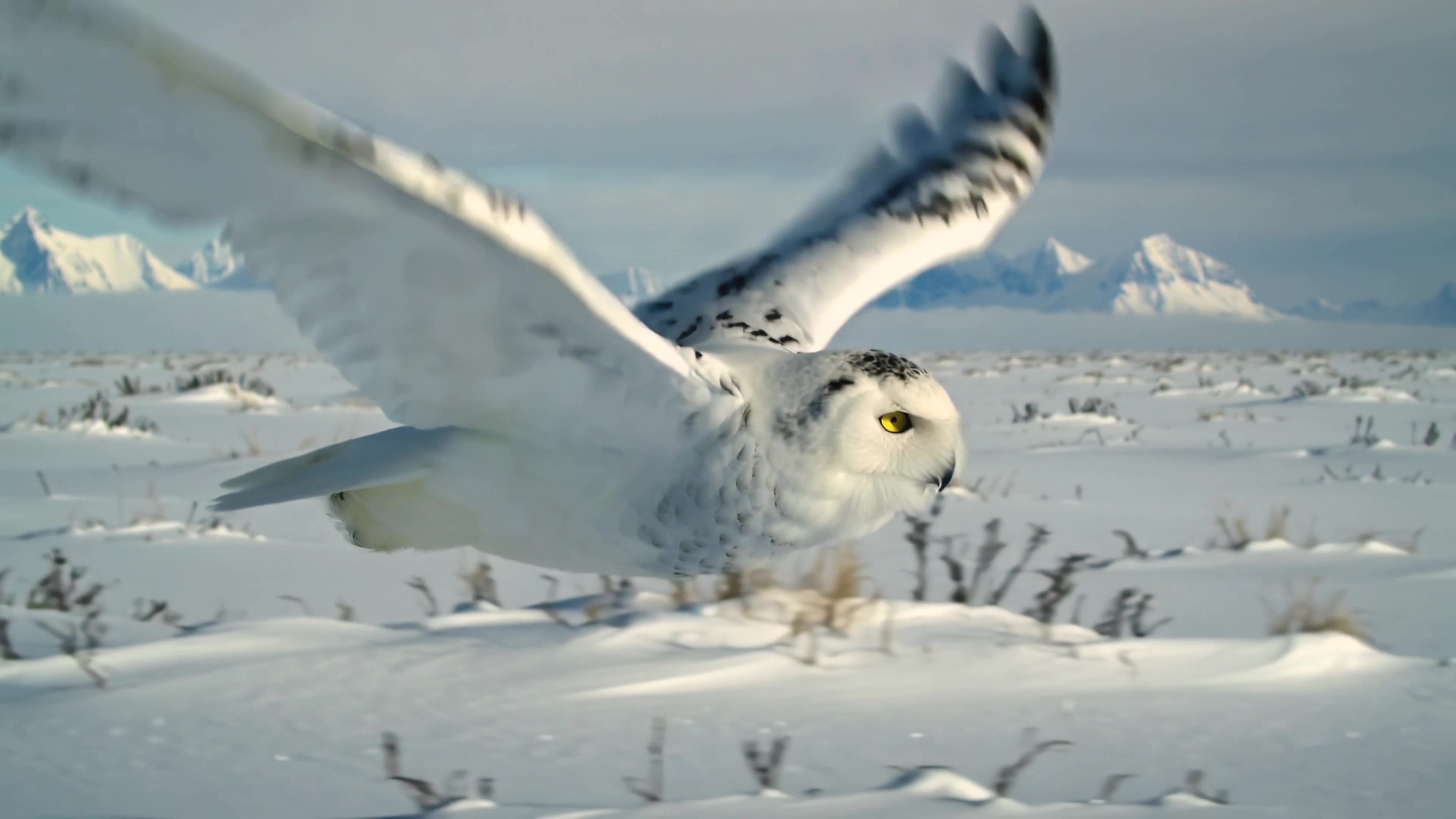 Snowy owl flies over snowy landscape with mountains in the background during the day