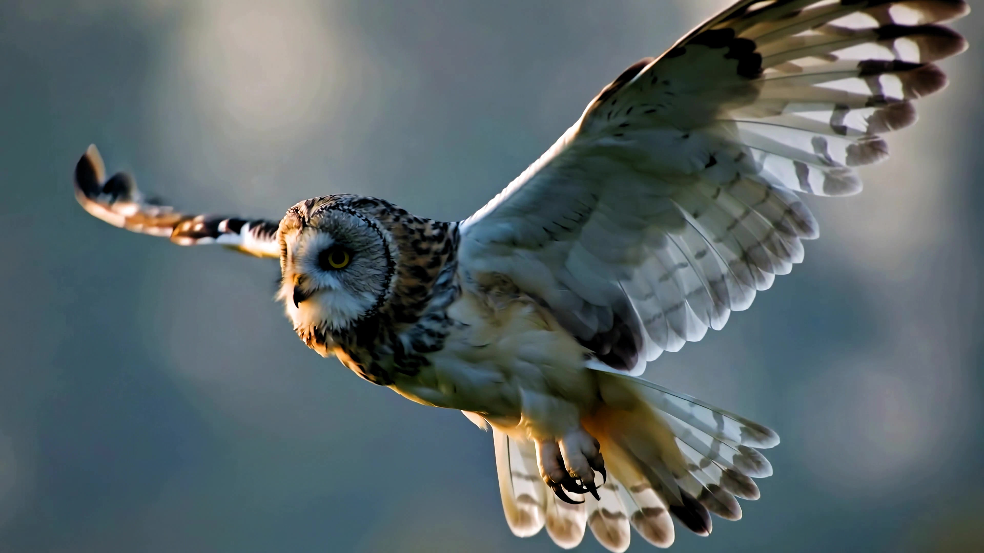 Owl flies through the air during a sunny day in the early evening