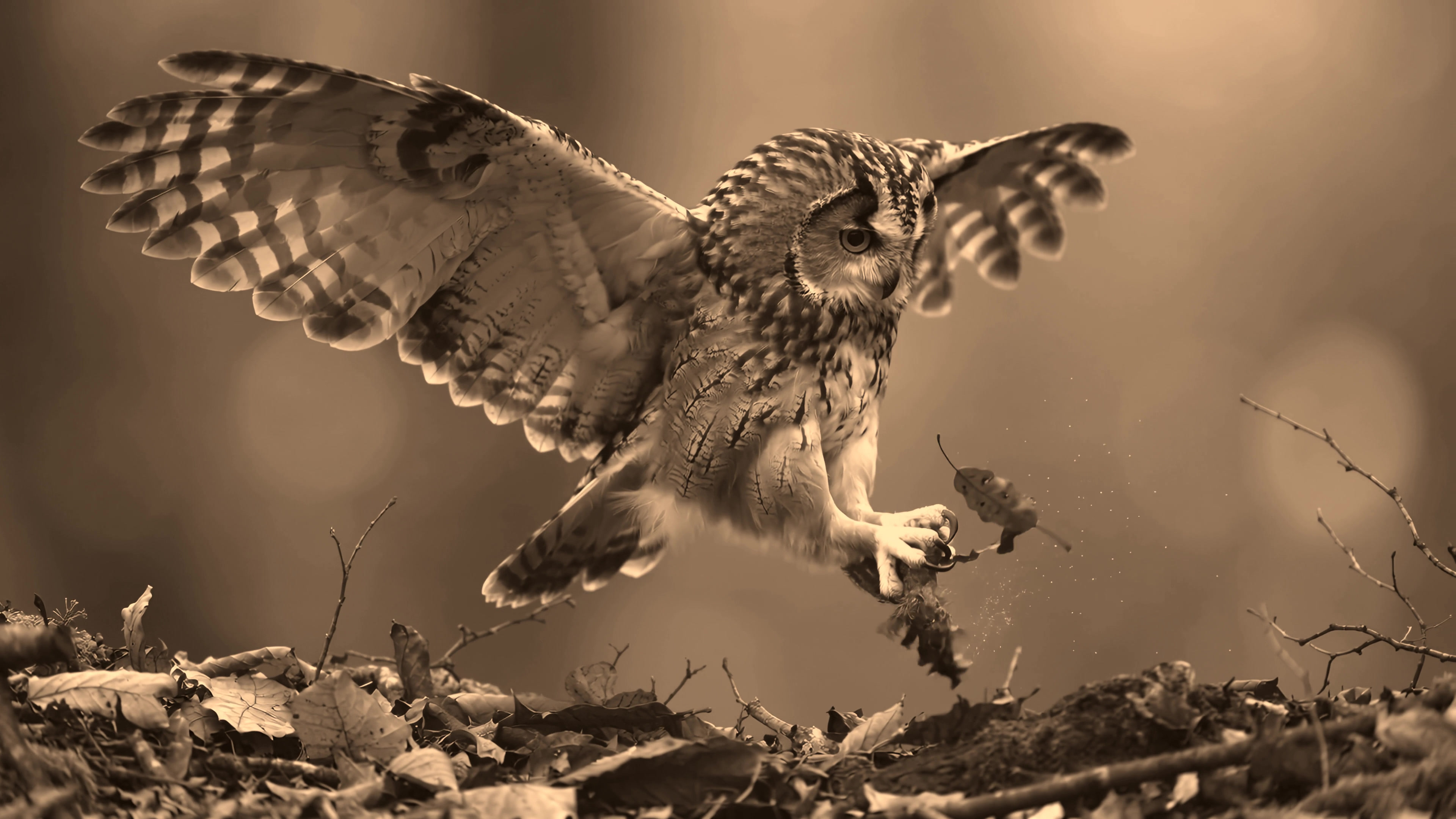 Owl hunts for food in a forest during the early evening hours as it prepares to land on the ground