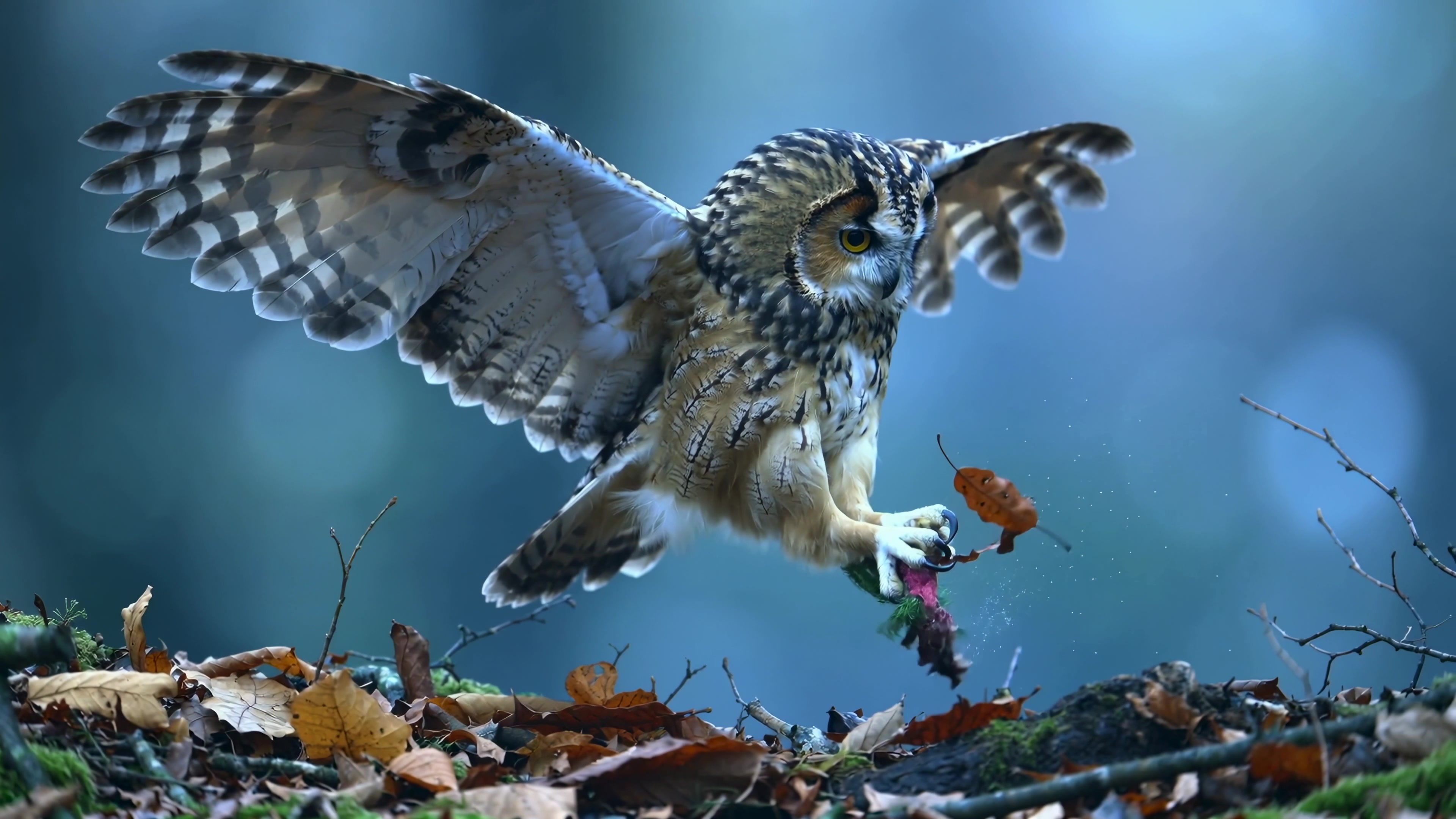 Owl catches prey in forest during twilight hours with wings spread wide