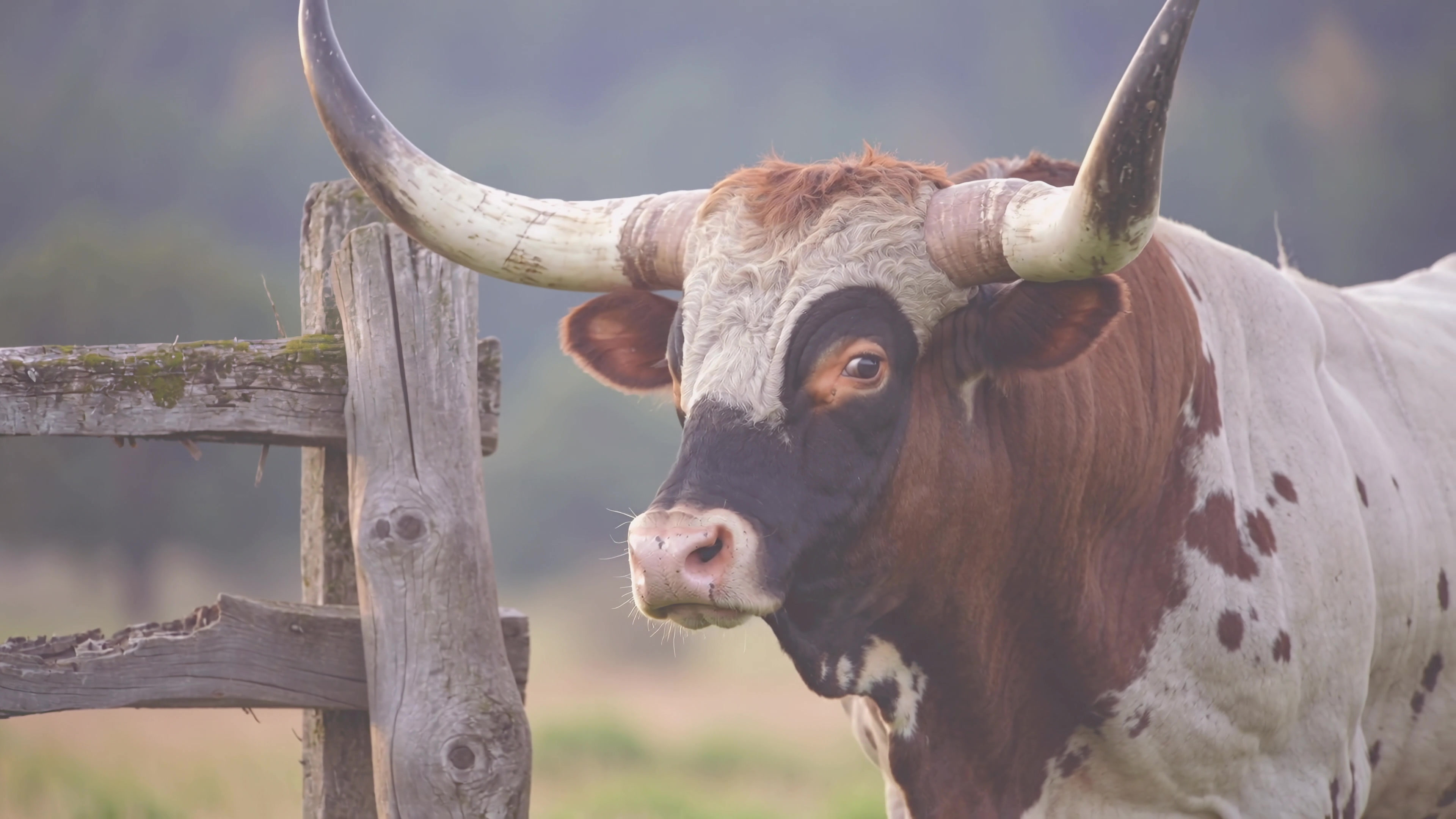Bull standing near wooden fence in a field during daytime
