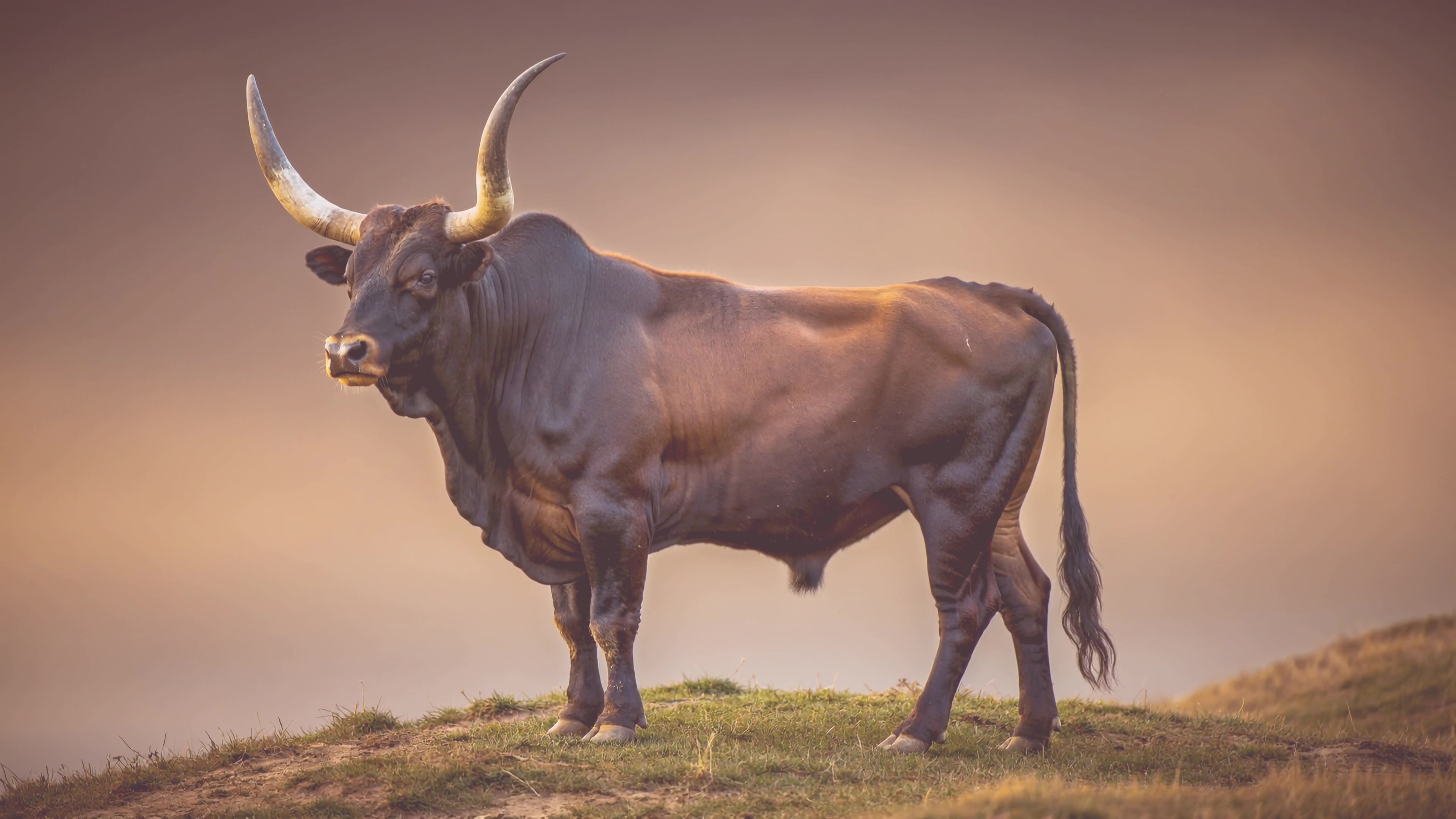 Bull stands on a hill at sunset with a view of the open field in the background and a colorful sky