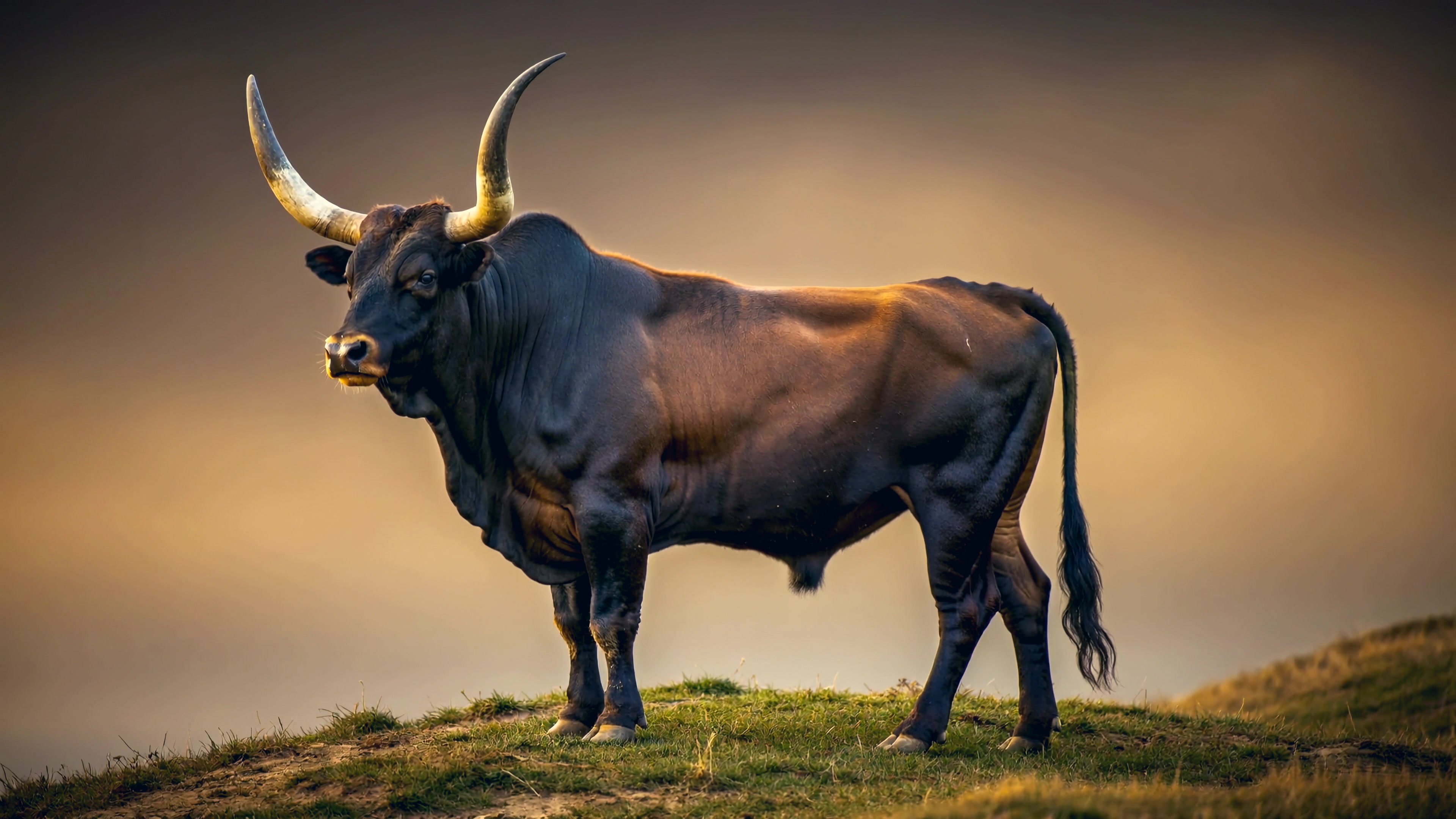 Bull standing on a grassy hill under a cloudy sky during the evening hours