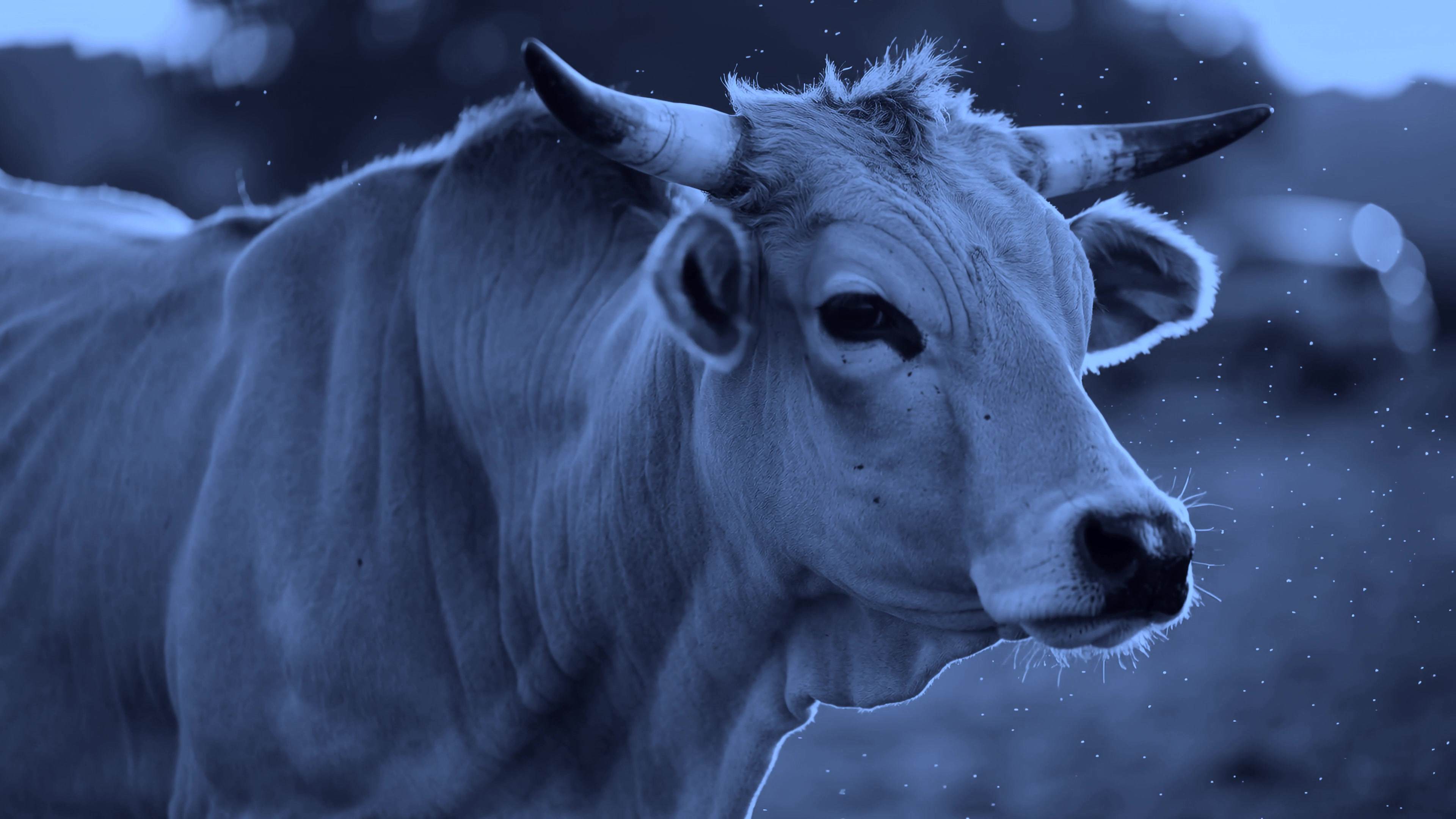 Cow stands in farm field during sunset while natural light fades and shadows grow longer with changing colors in the background