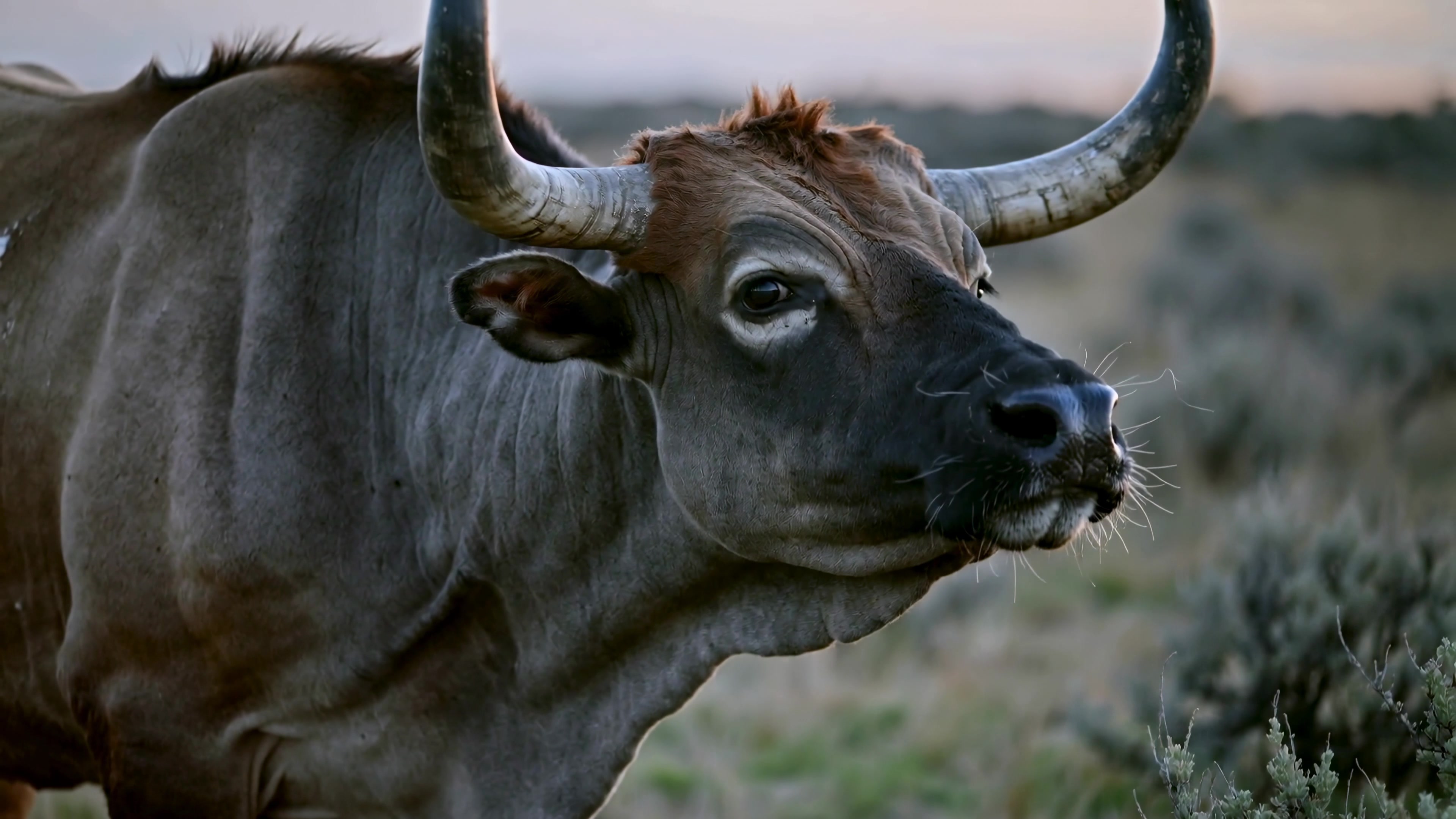 Cow stands in the field during sunset with shrubs and grass around