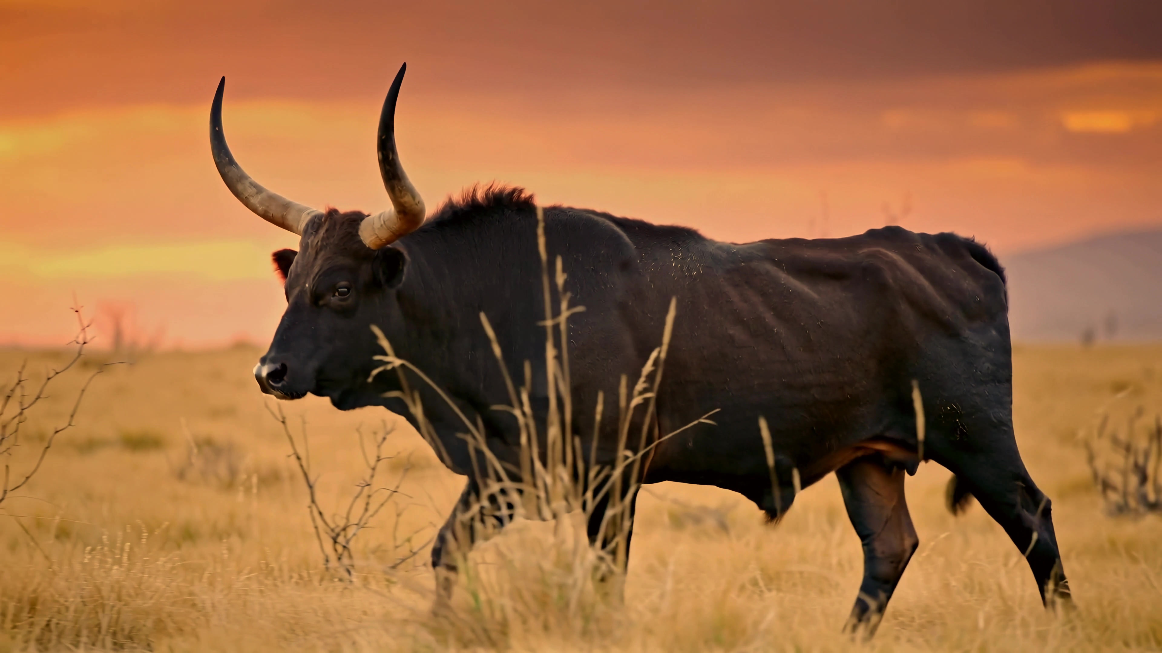 Bull walking in a field during sunset in a rural area with a vibrant sky