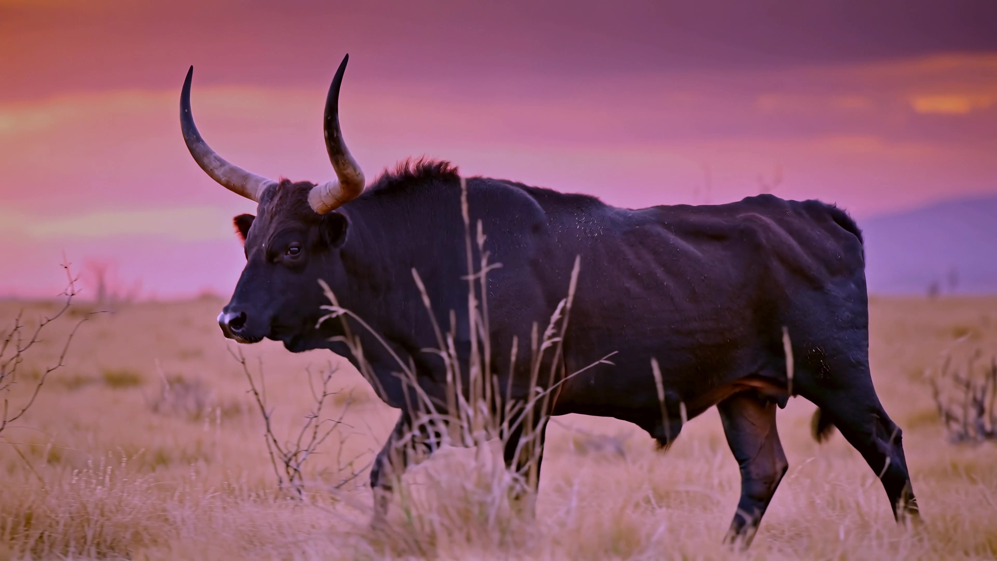 Black bull walks in grass under pink and purple sky at sunset in open field