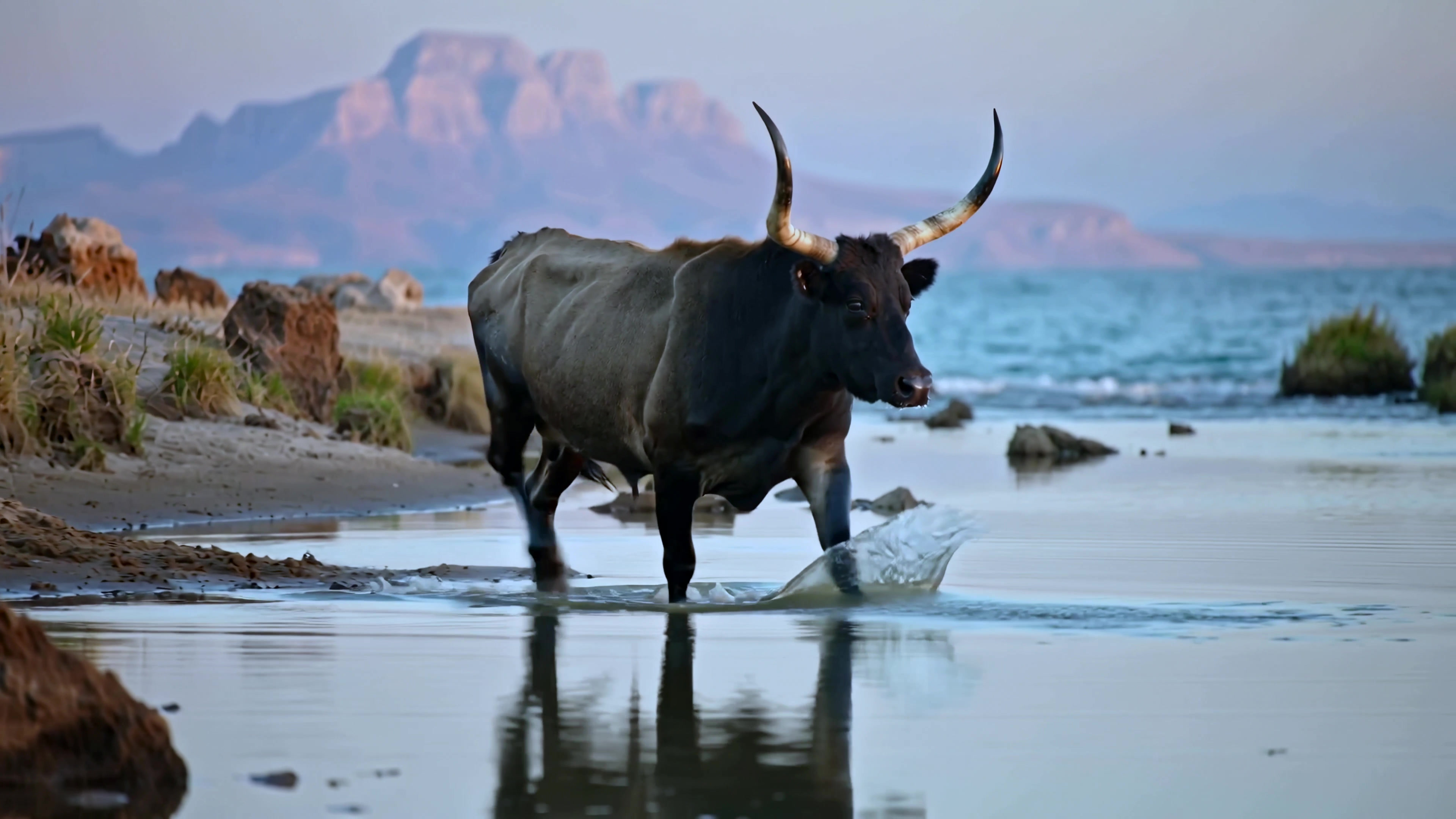 Bison walks along the shore at sunset in a natural landscape near water