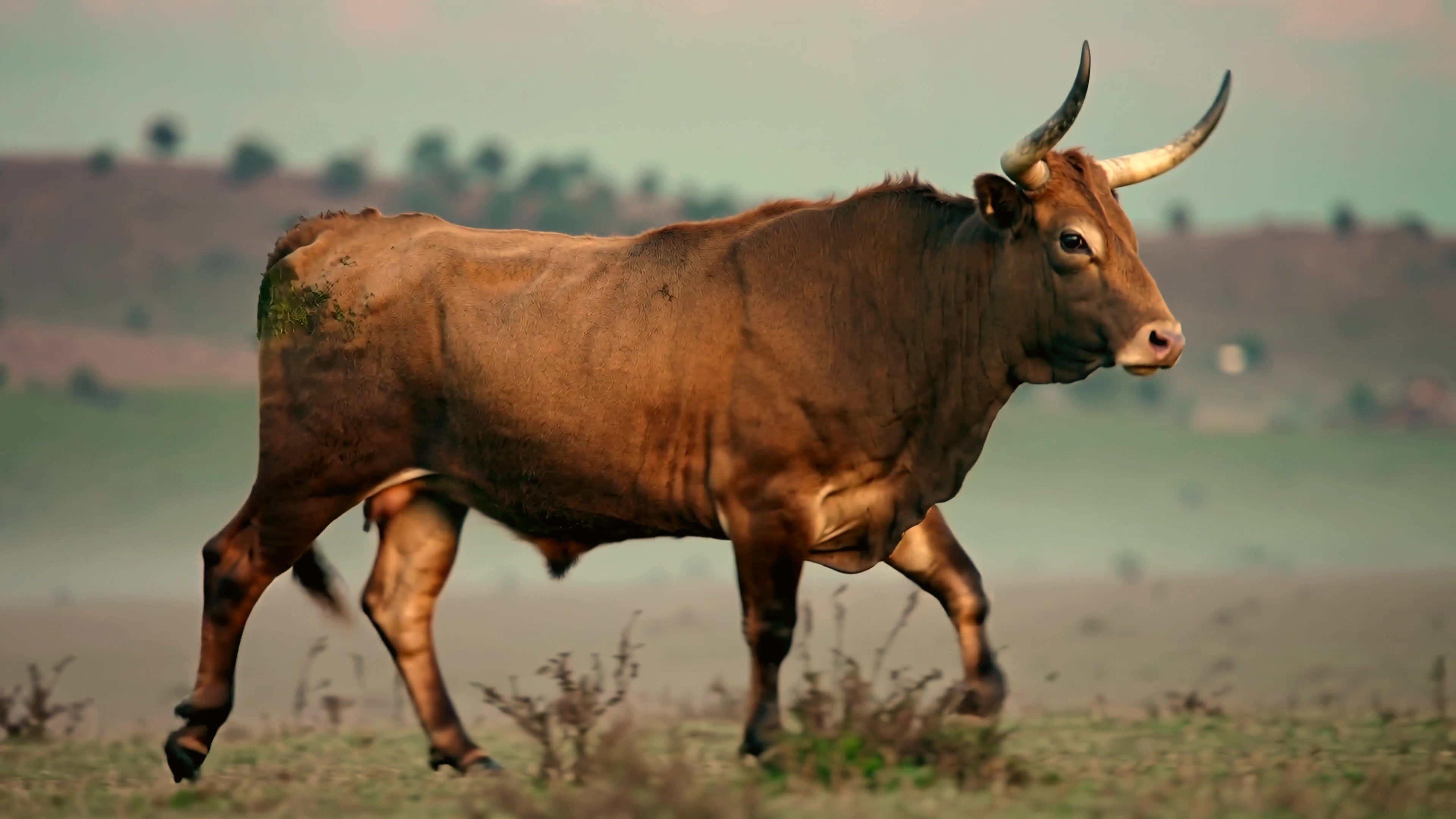 Brown cow walks across grass field in rural area during daylight hours with hills in background