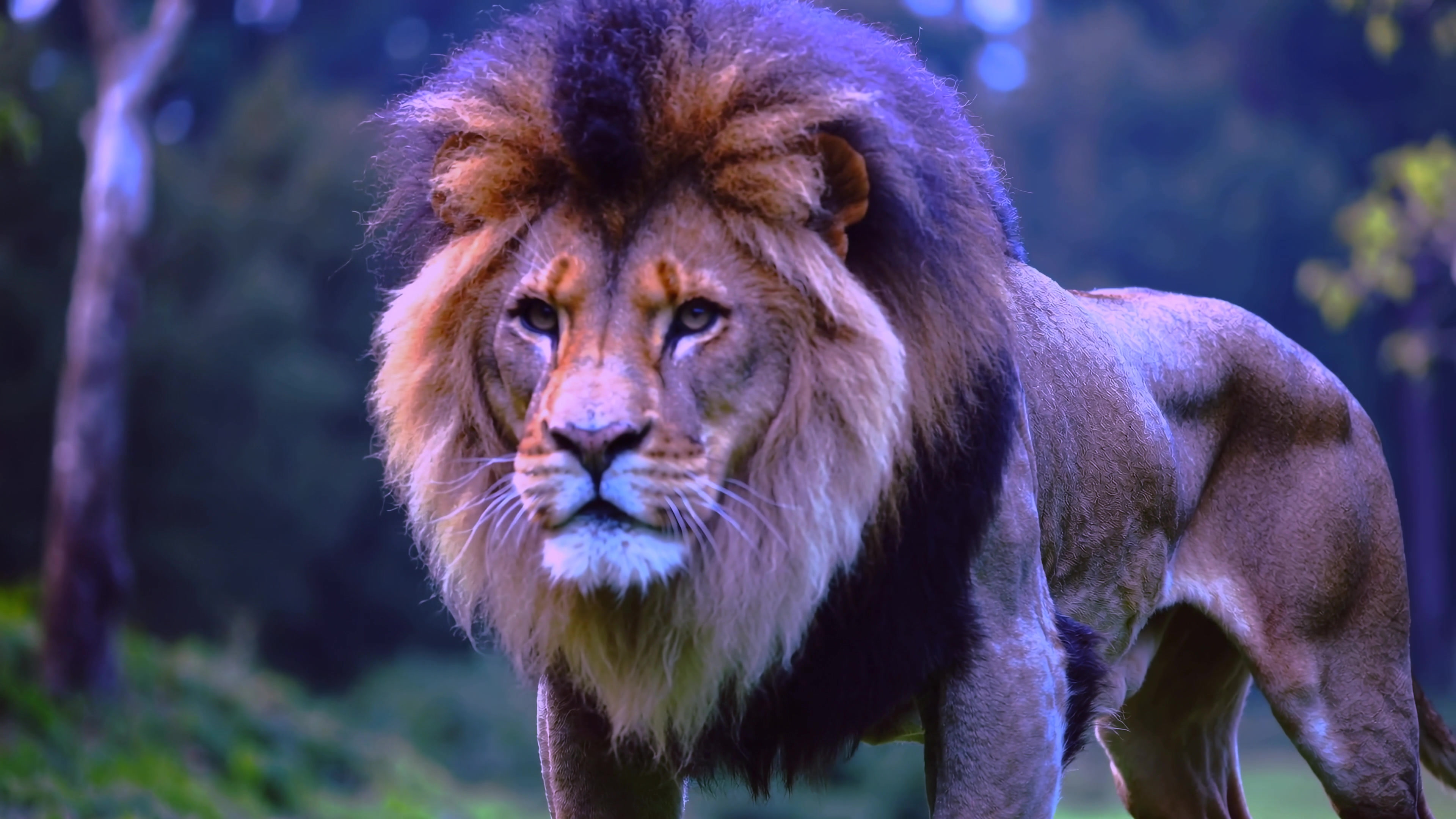 Lion walks through green grass under trees during early morning light in the wild
