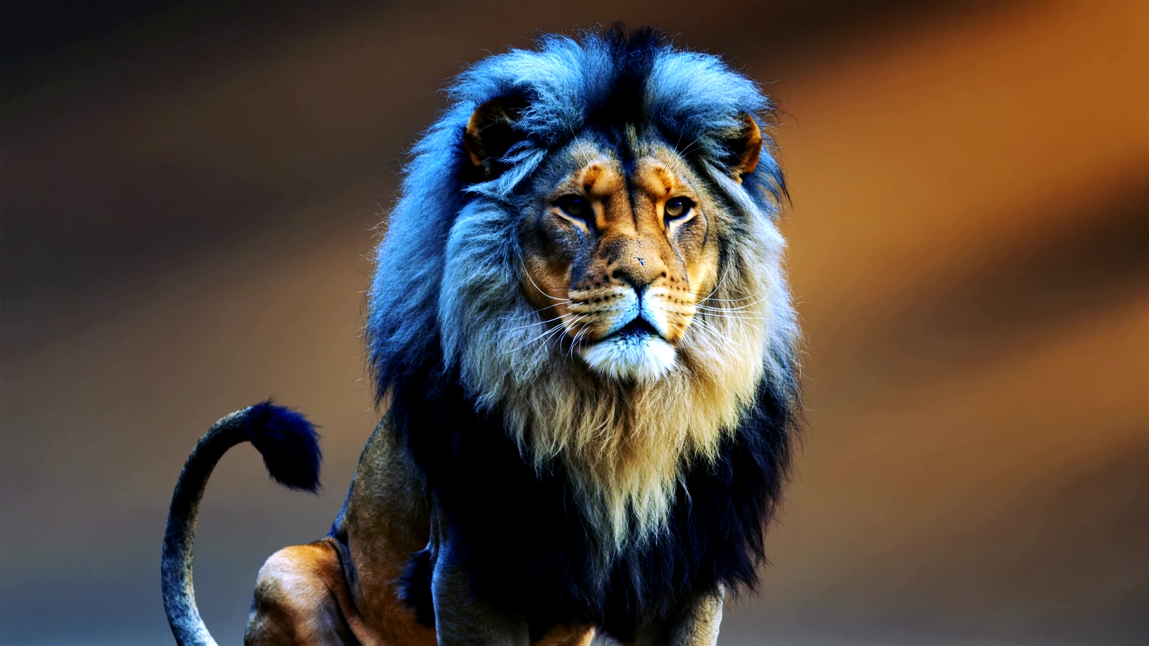 Lion sitting calmly on the ground with a blurred background showcasing vibrant colors in the early morning light