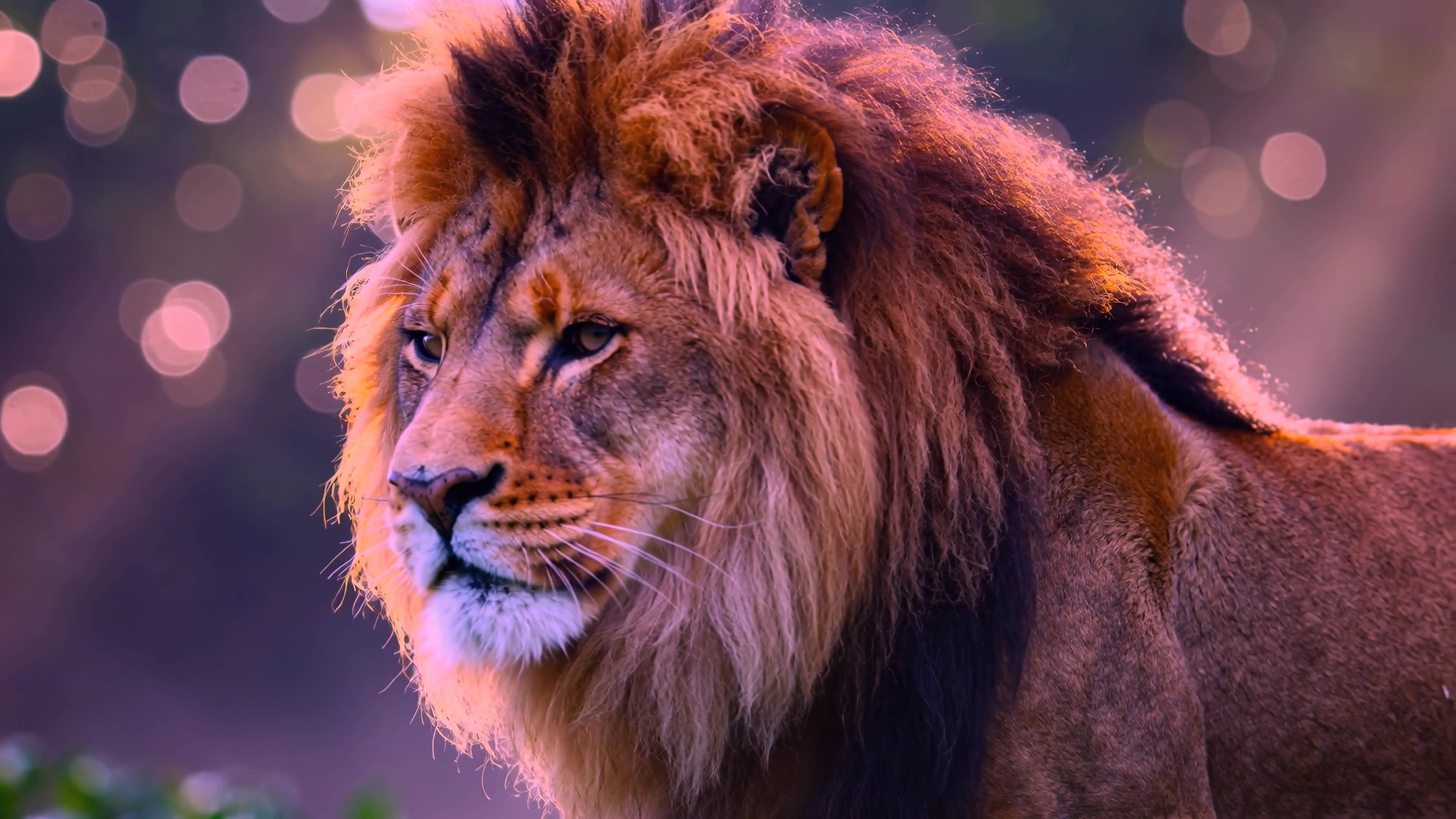 Lion walking through a forest with soft light filtering through trees during early morning hours