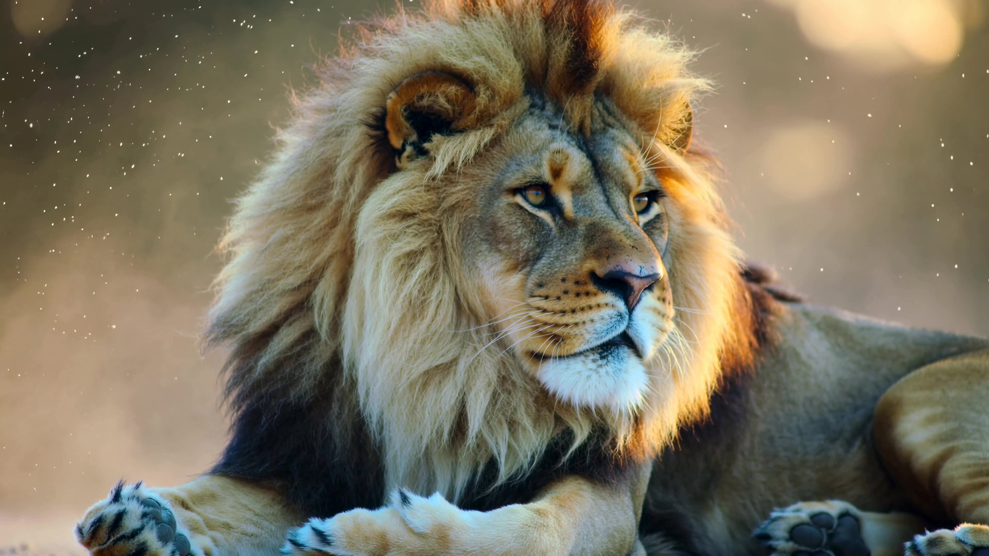 Lion resting in the sunlight under a clear sky in a natural habitat during the day