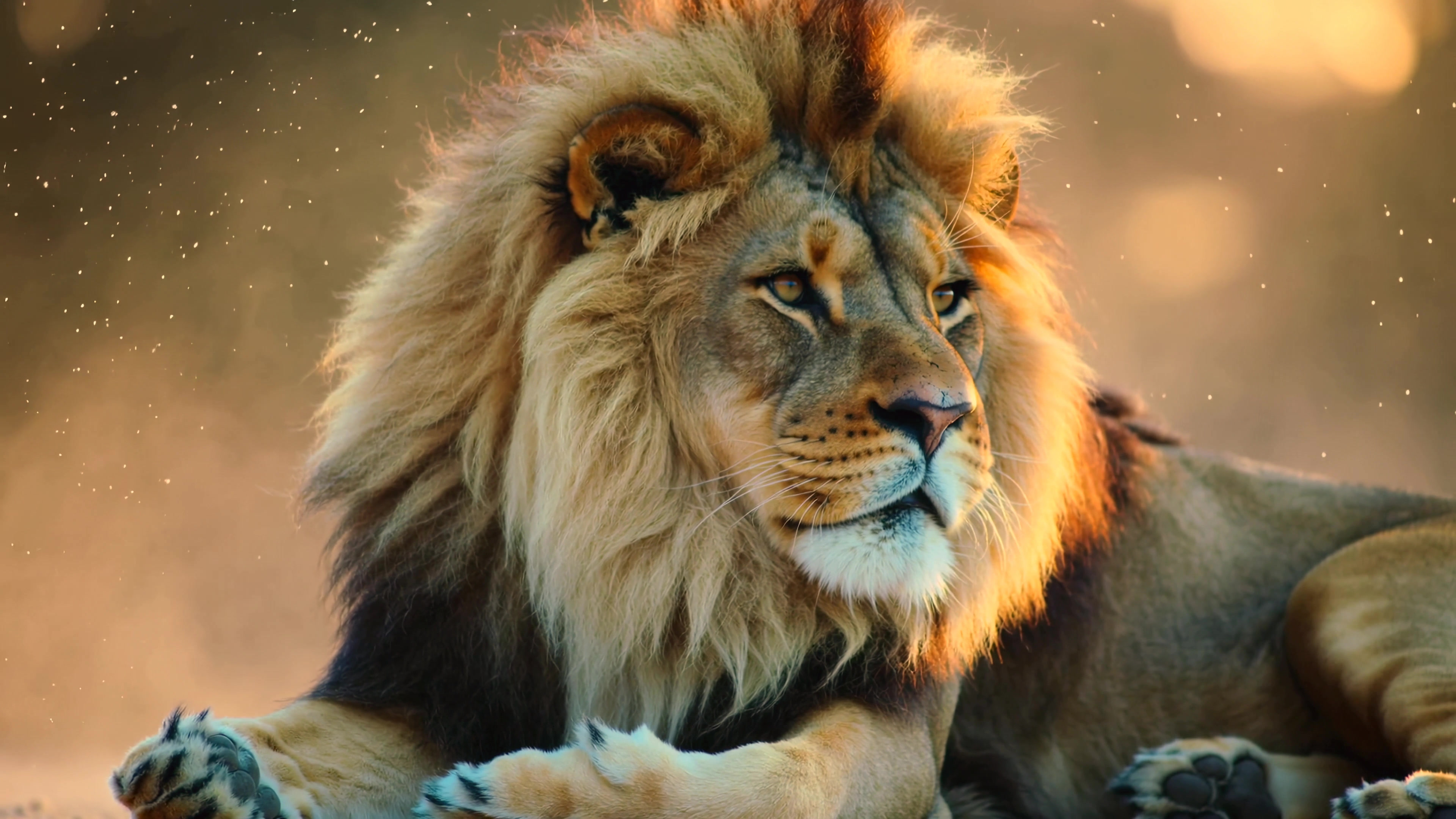 Lion resting in the afternoon sun with a blurred background in a natural habitat