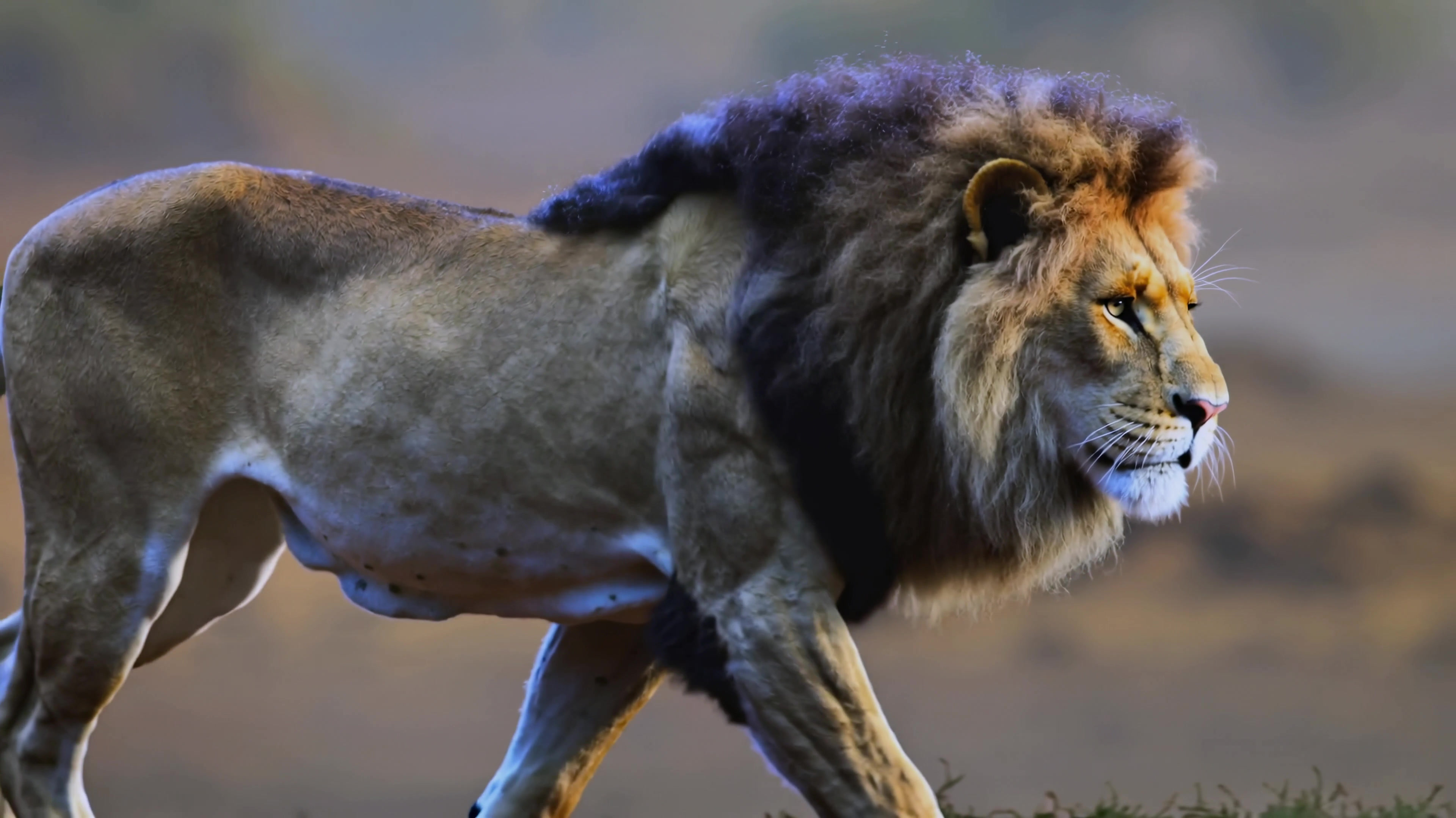 Lion walks through grasslands during golden hour while sun sets behind distant hills