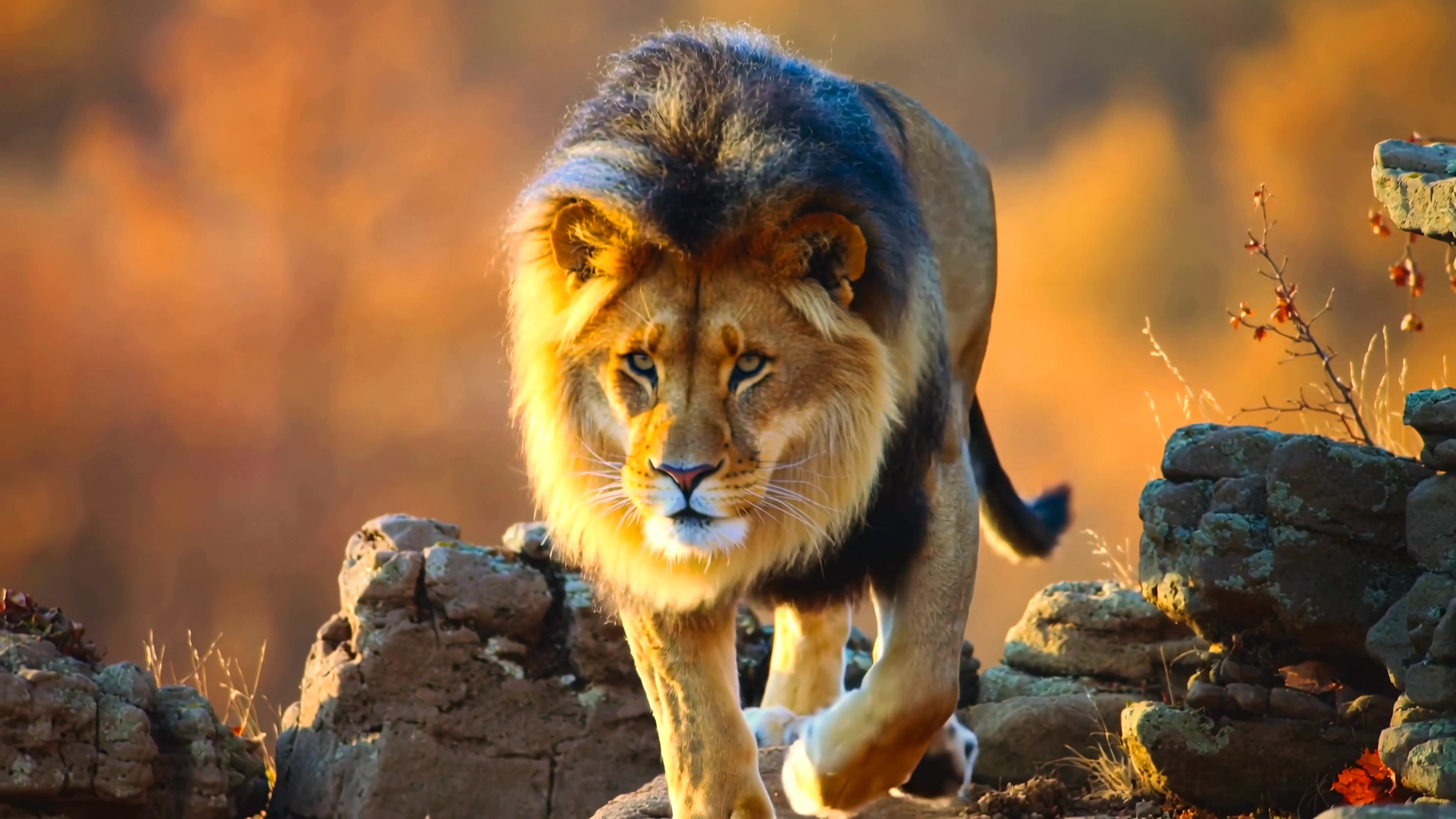 Lion walks on rocky surface in the evening light with warm tones in the background