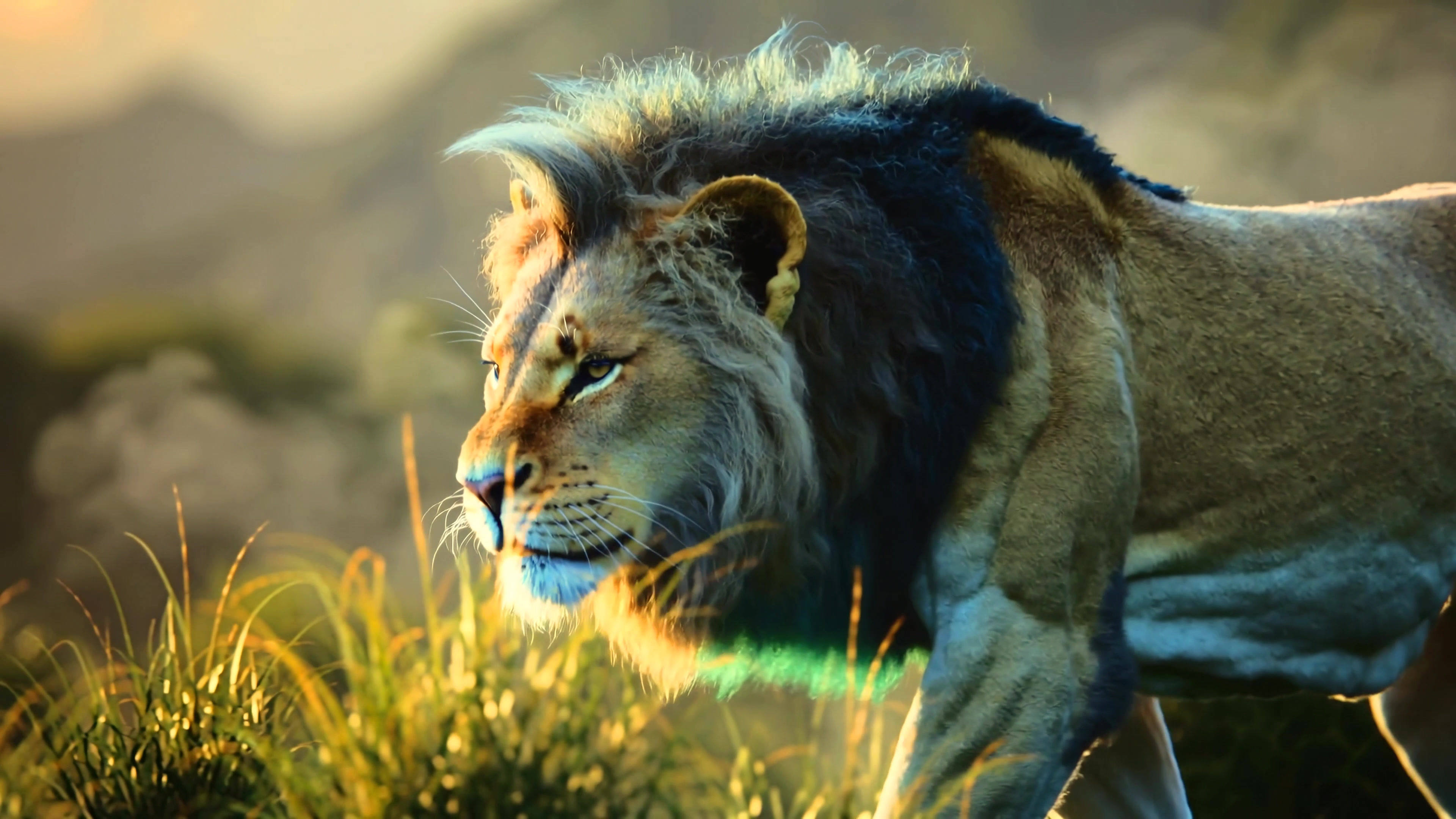 Lion walking through tall grass during sunset in a savanna landscape