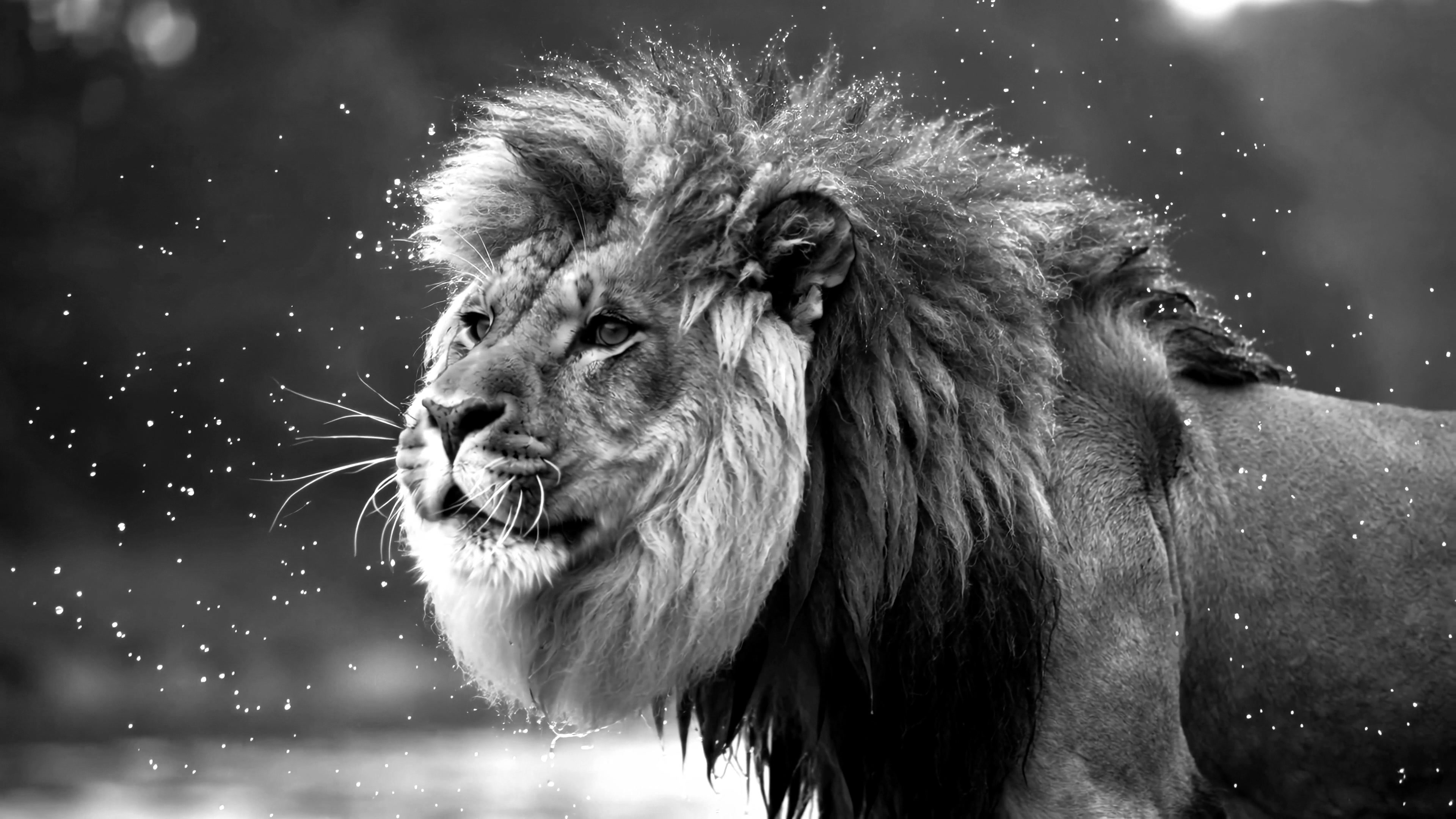 Lion shakes water off its mane after a swim in a river during warm daytime