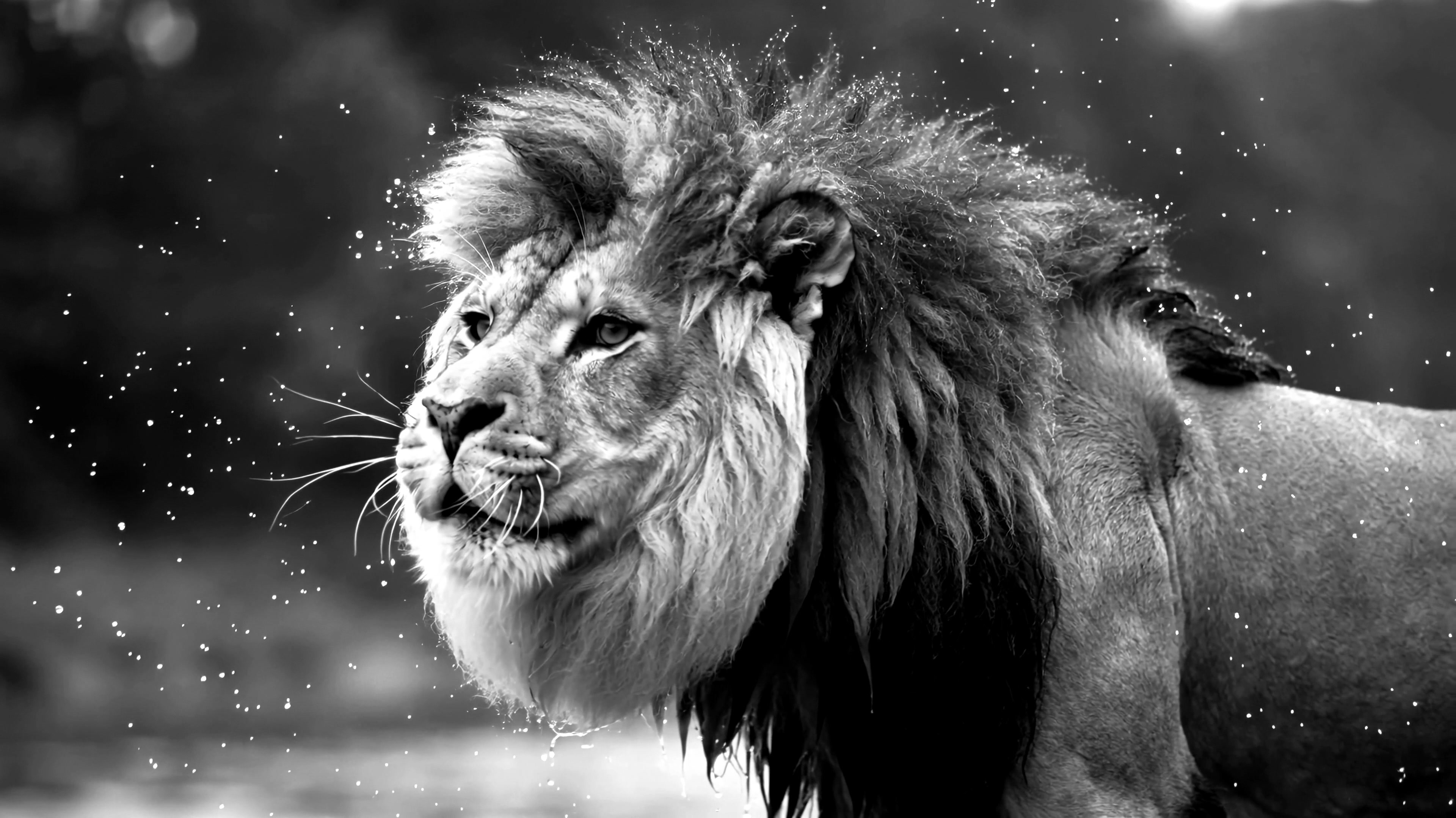 Male lion shakes water off fur in a natural environment during a sunny day