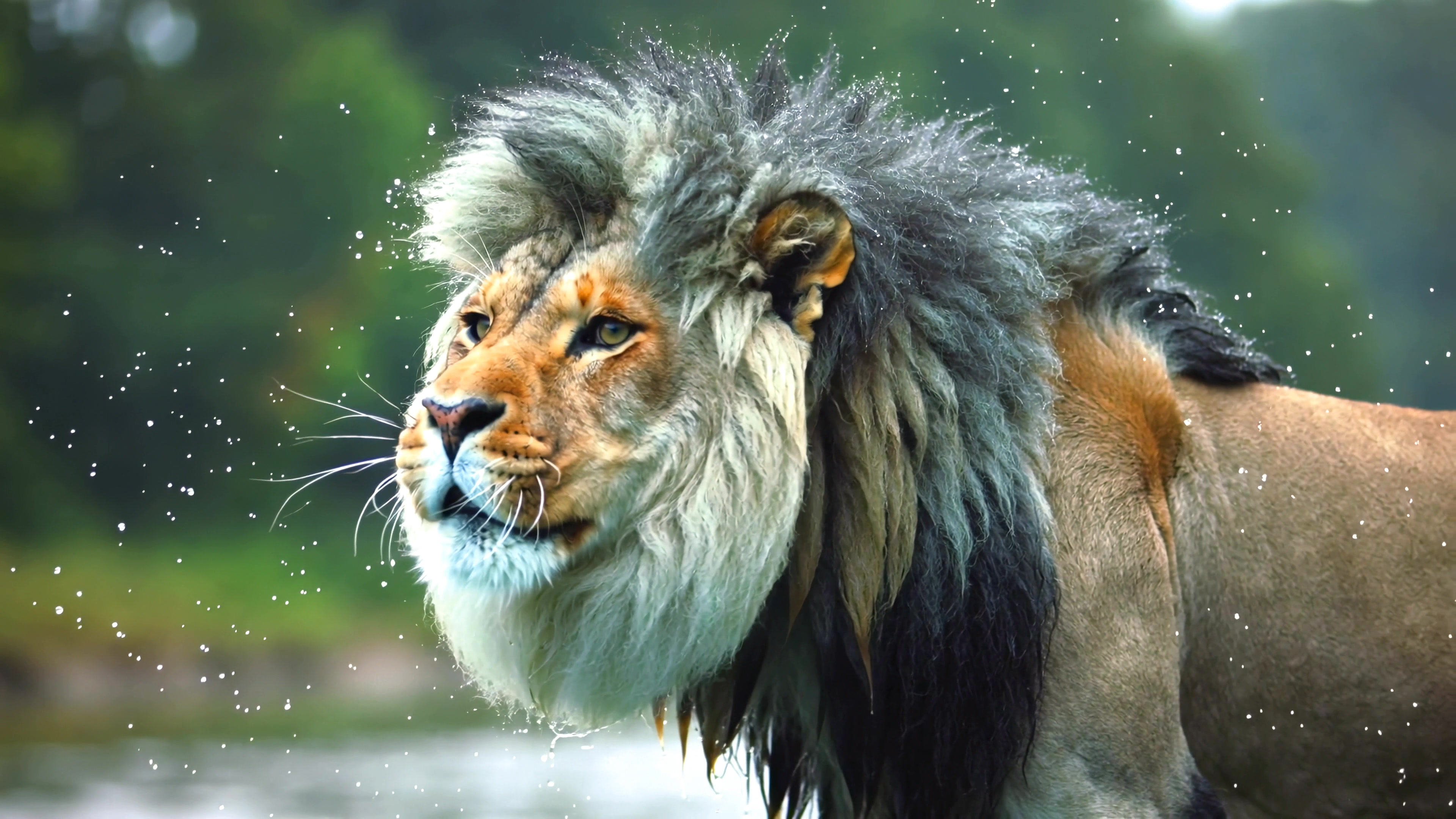 Lion walking near water with droplets on its fur in a forested area during daytime