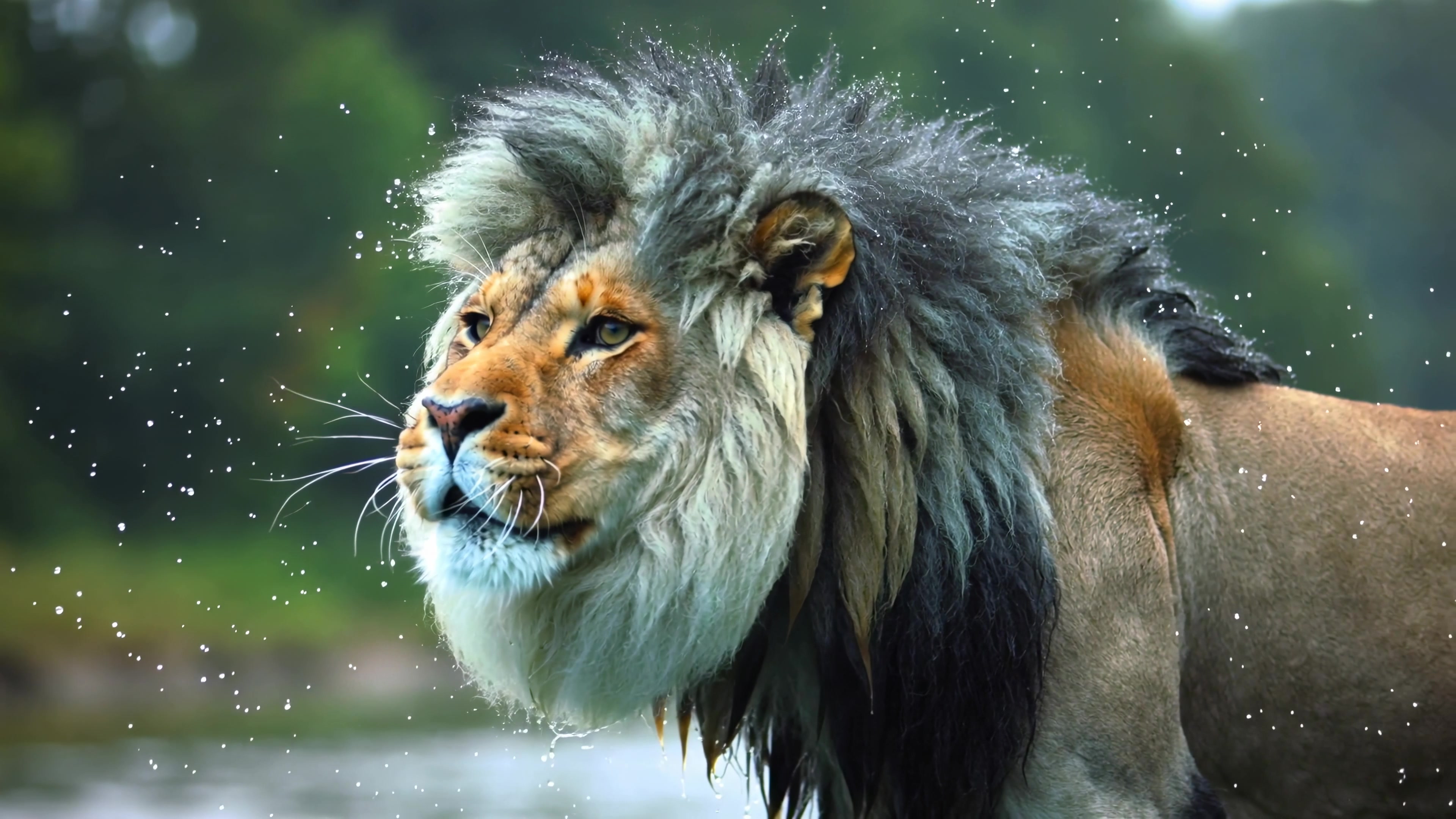 Lion stands near water with droplets in the air during a sunny day in a natural habitat