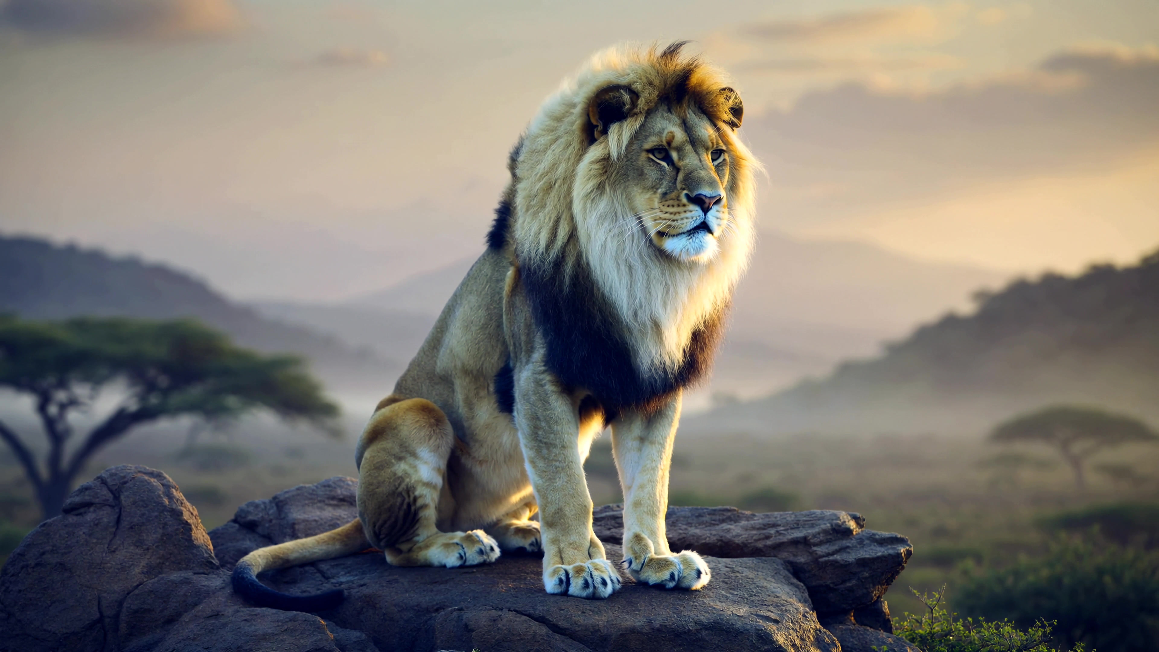 Majestic lion rests on rock in savanna during sunset while birds fly in distance