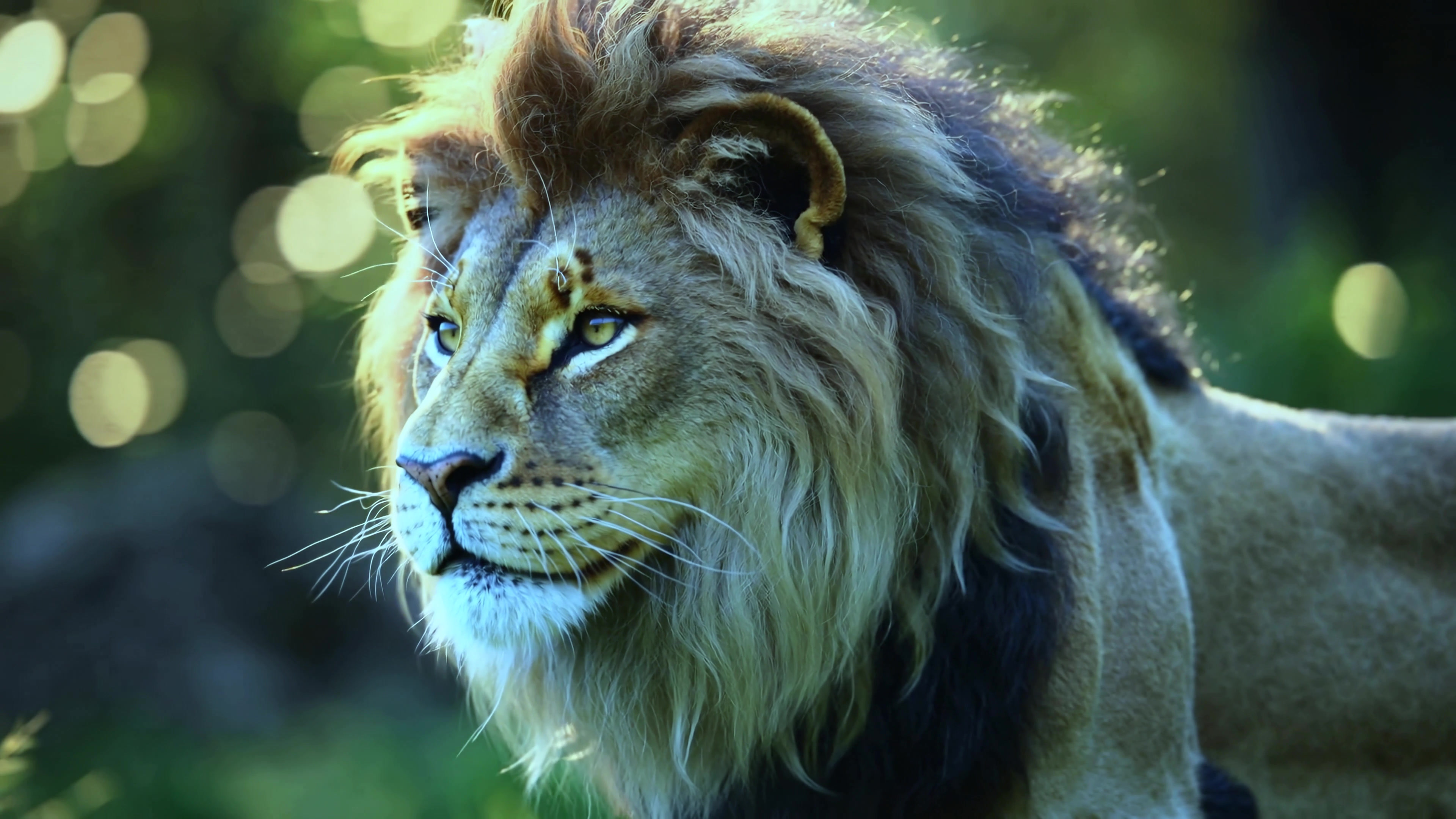 Lion walking through green grass in a natural setting during daylight hours in a wildlife reserve