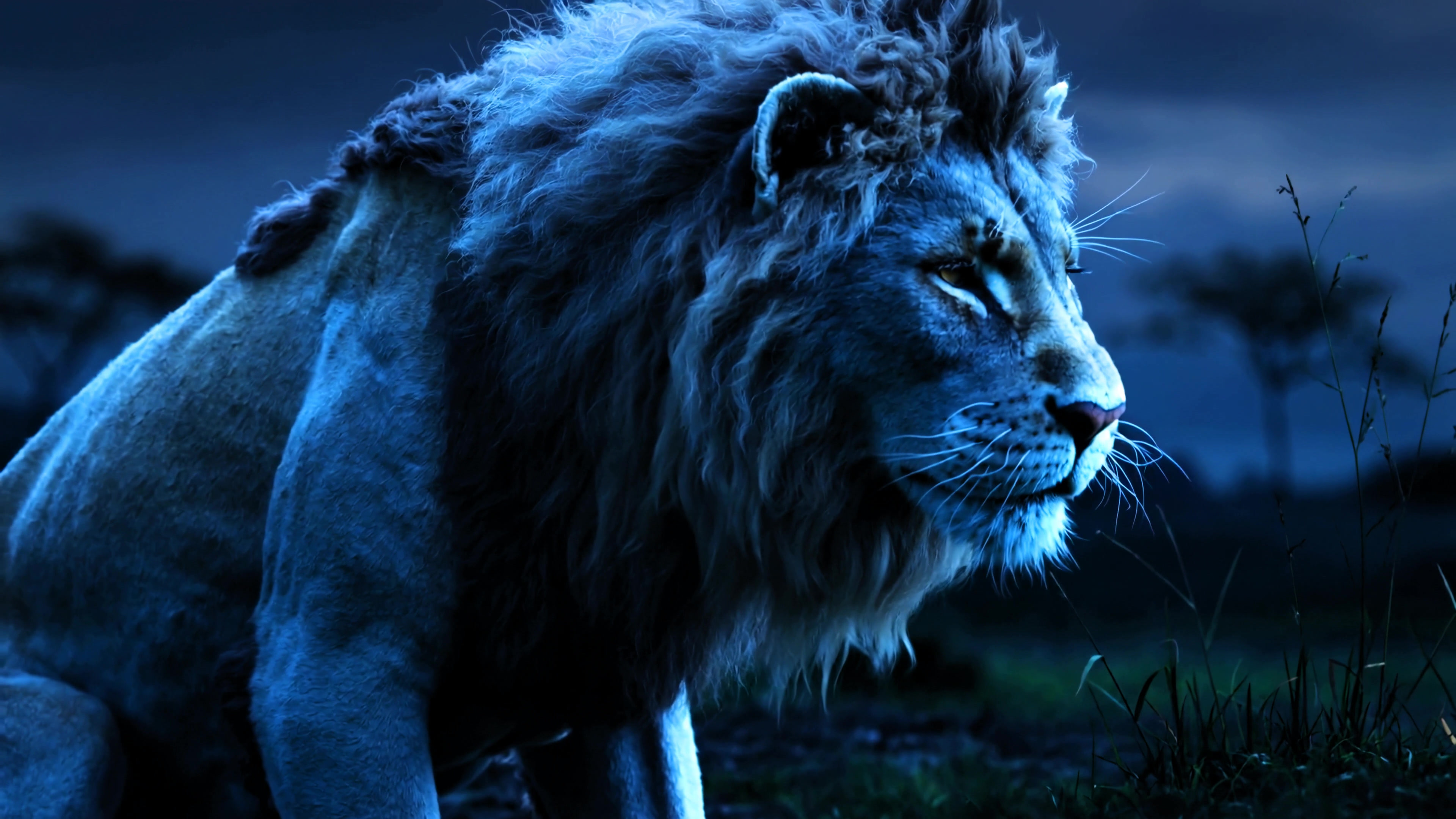 Lion resting in the dark under a blue sky at night