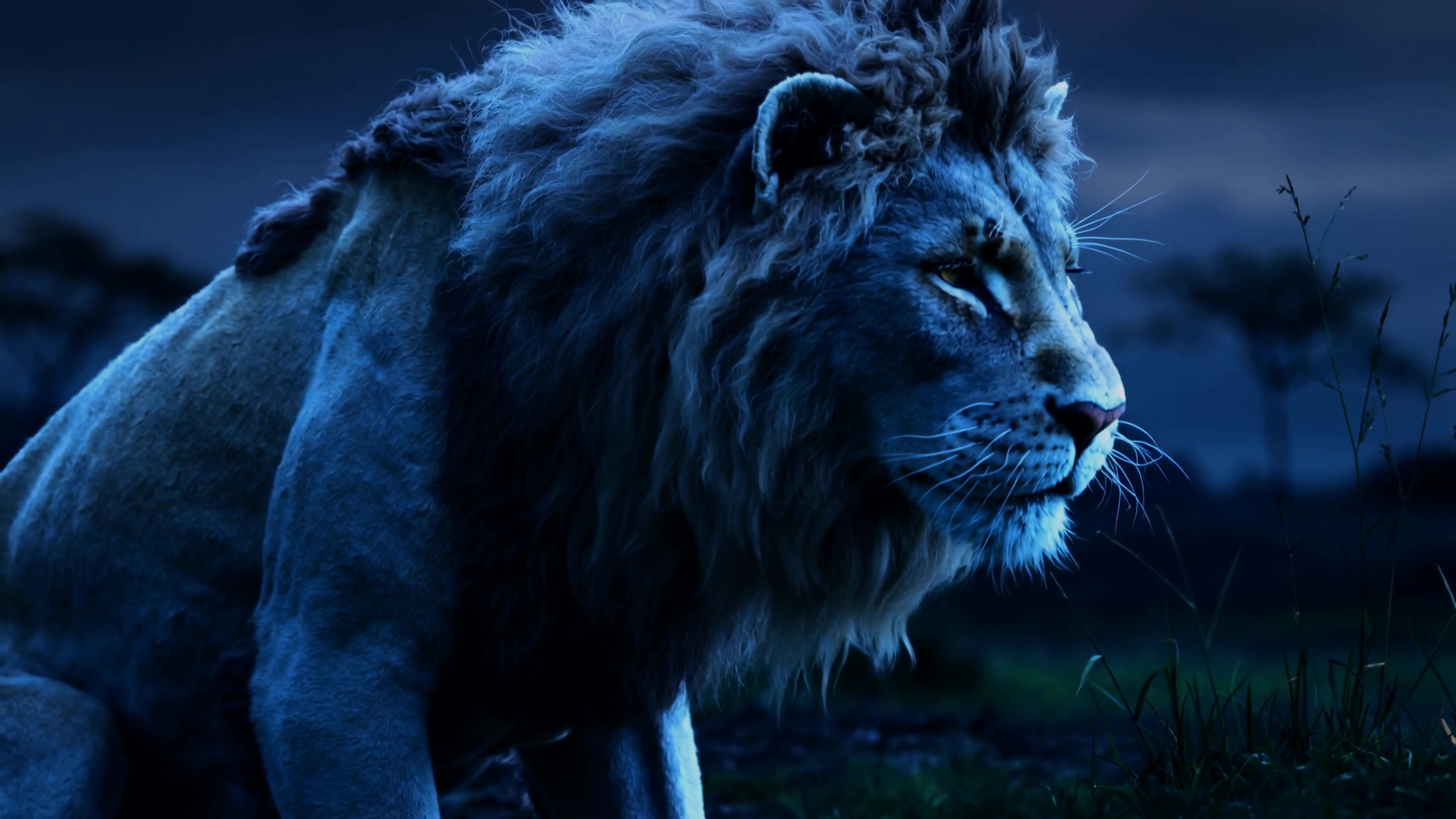 Lion resting in the dark night under the moonlight with a calm expression on its face in the wild