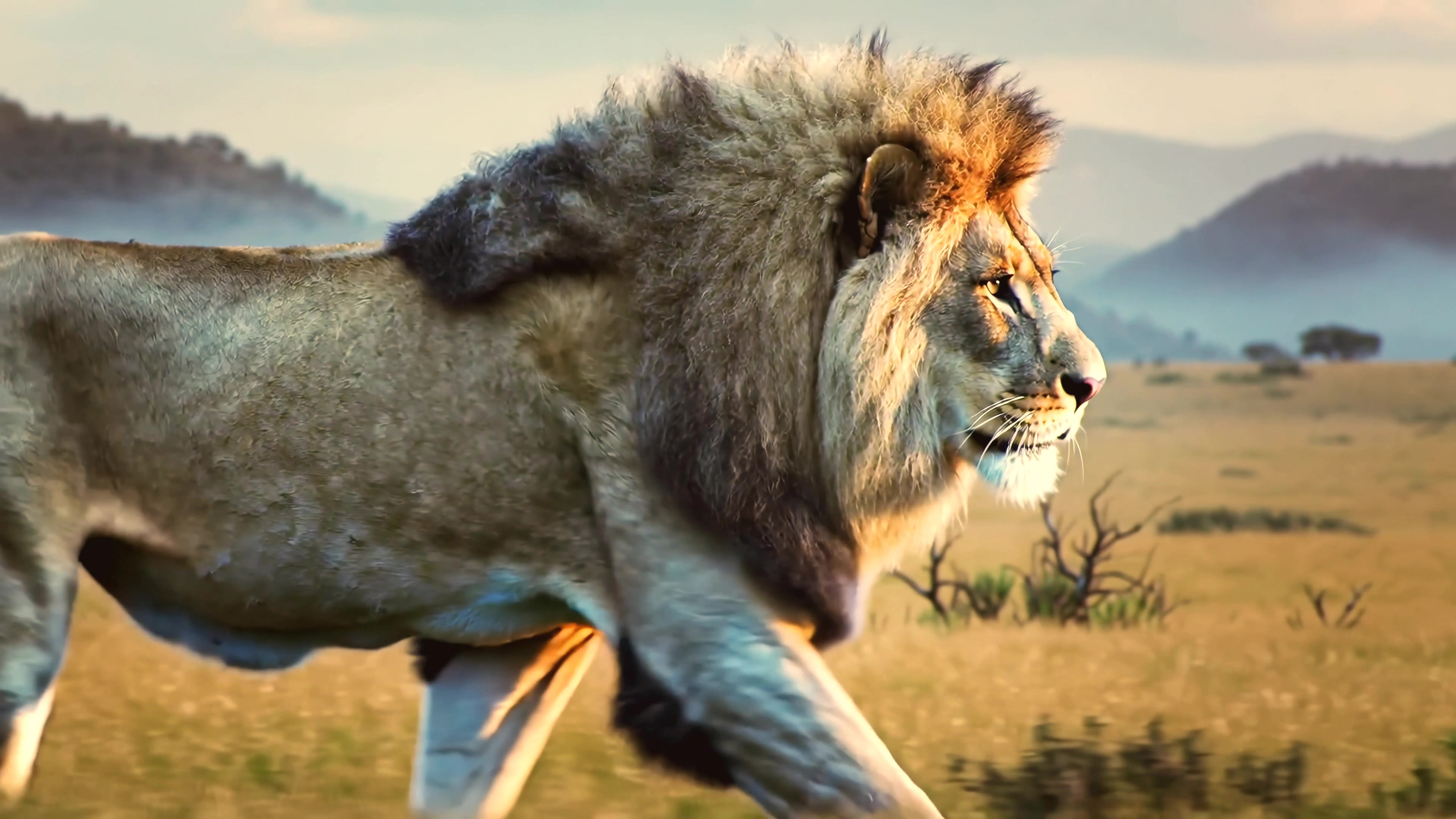 Lion walking in the grasslands of the savanna during sunset with mountains in the background