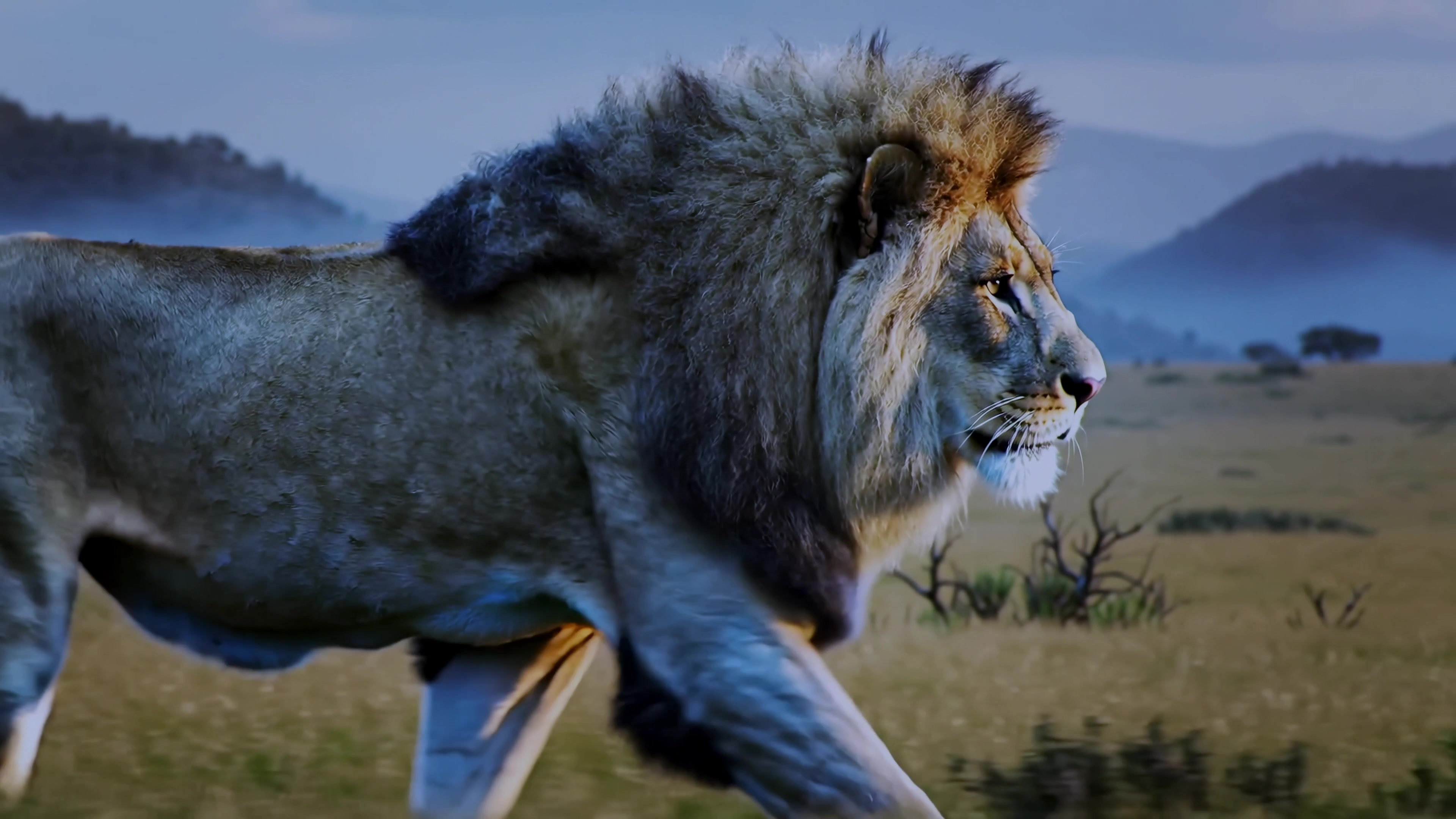 Lion walking through grassland in the wild at dusk with mountains in the background