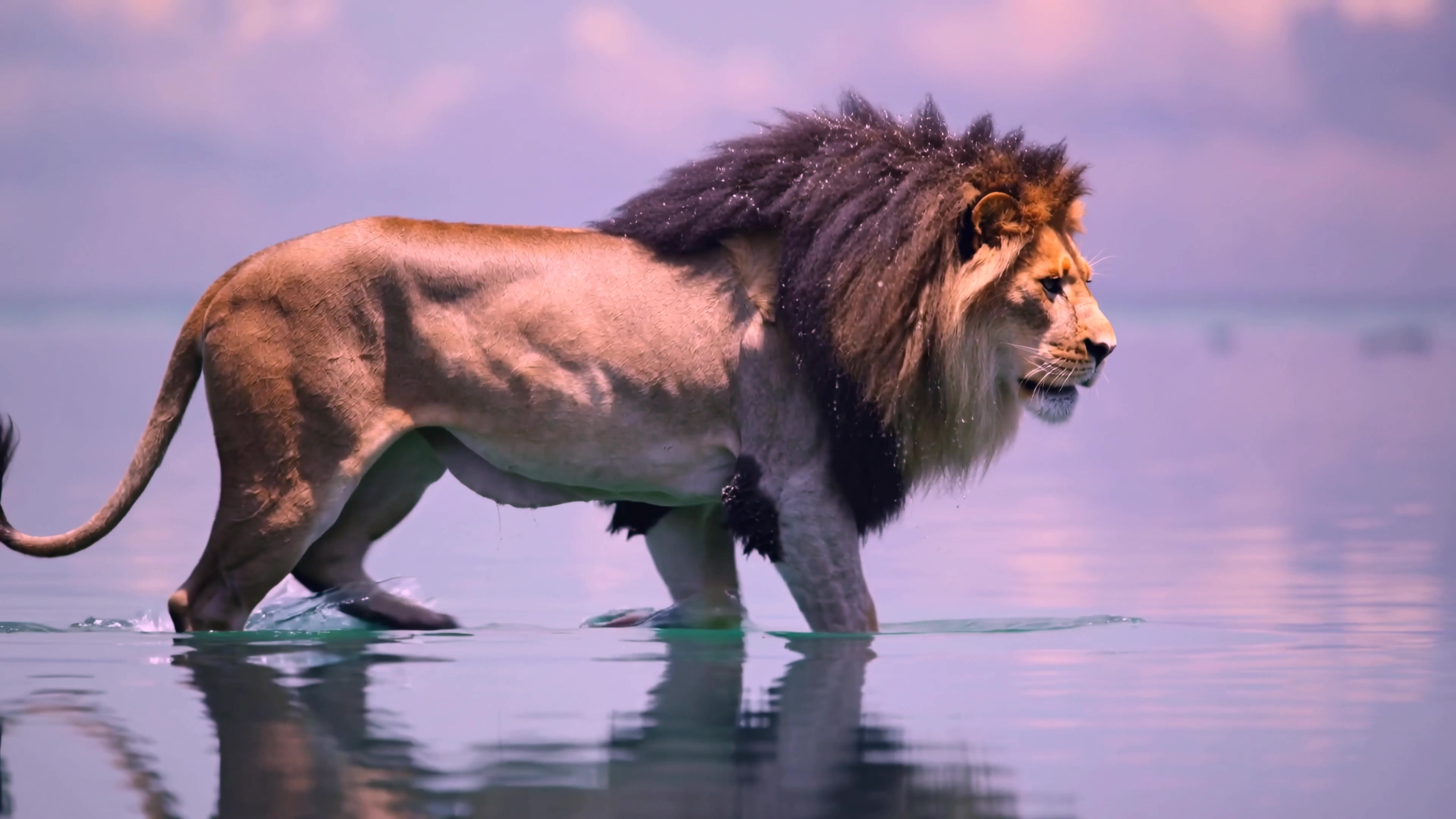 Lion walking through water in a natural setting during daylight hours