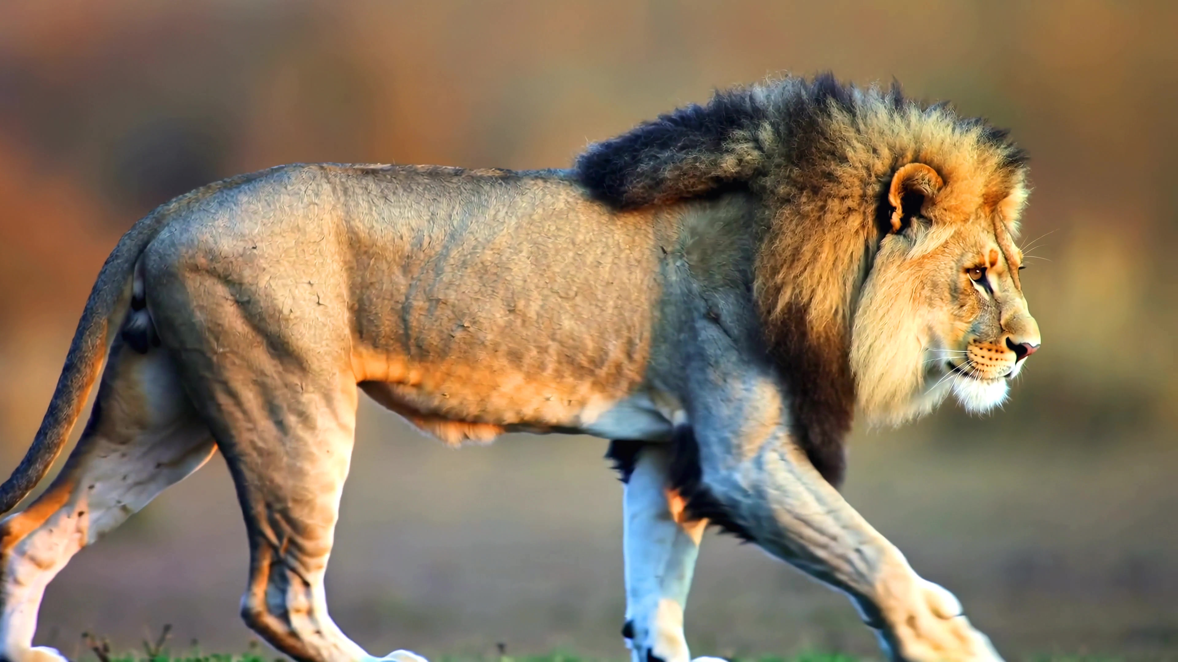 Lion walks through grassland during the day in a natural habitat