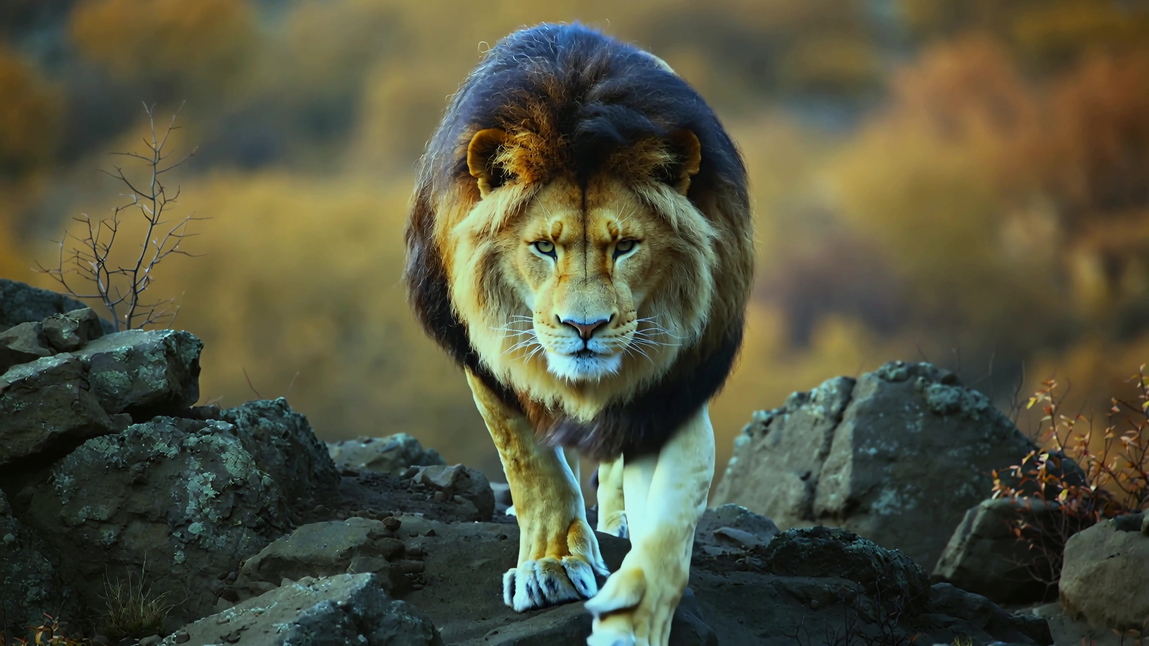 Lion walking on rocks in a natural setting during daylight with vegetation in the background