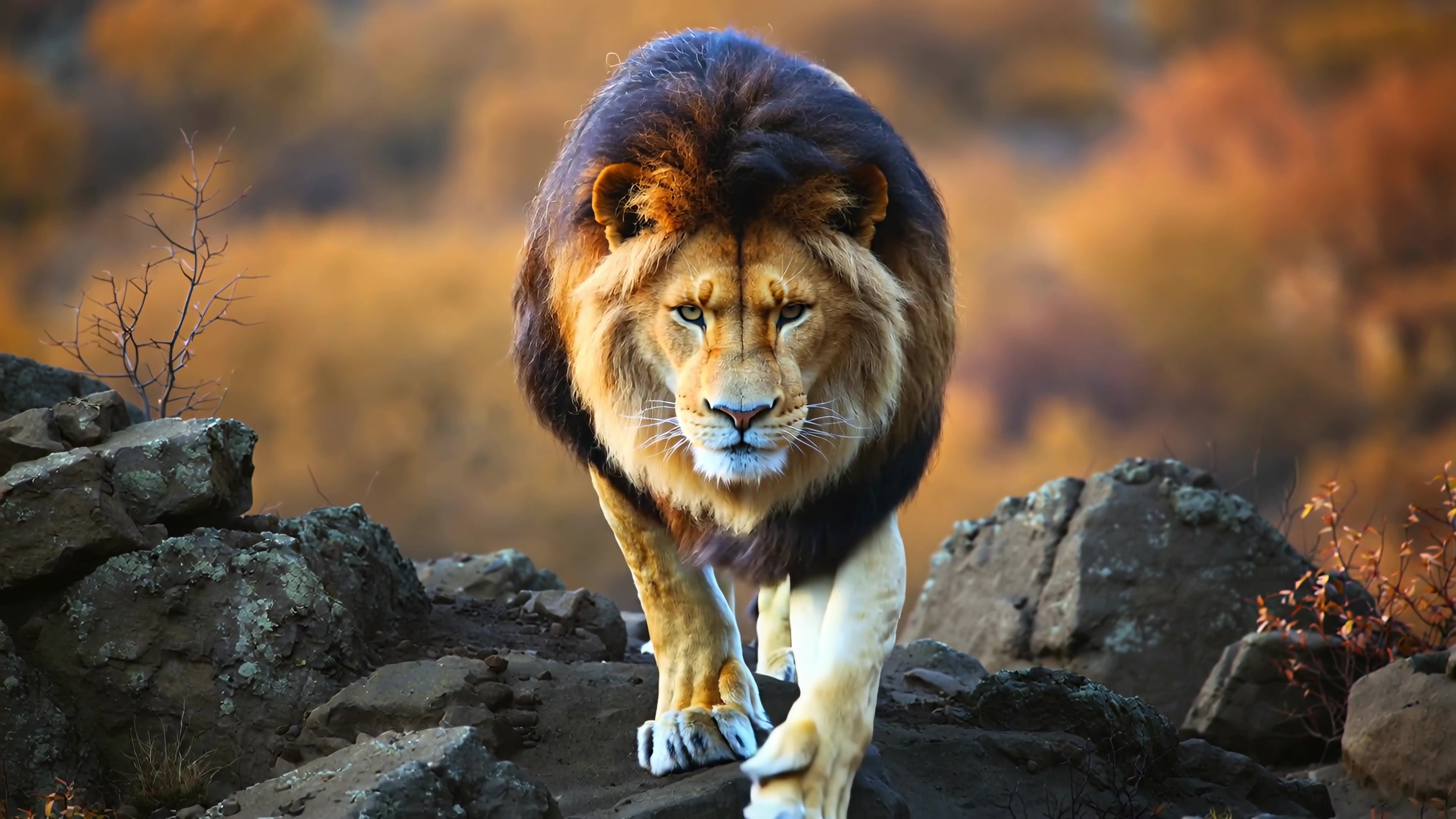 Lion walks among rocks in a natural landscape during the day
