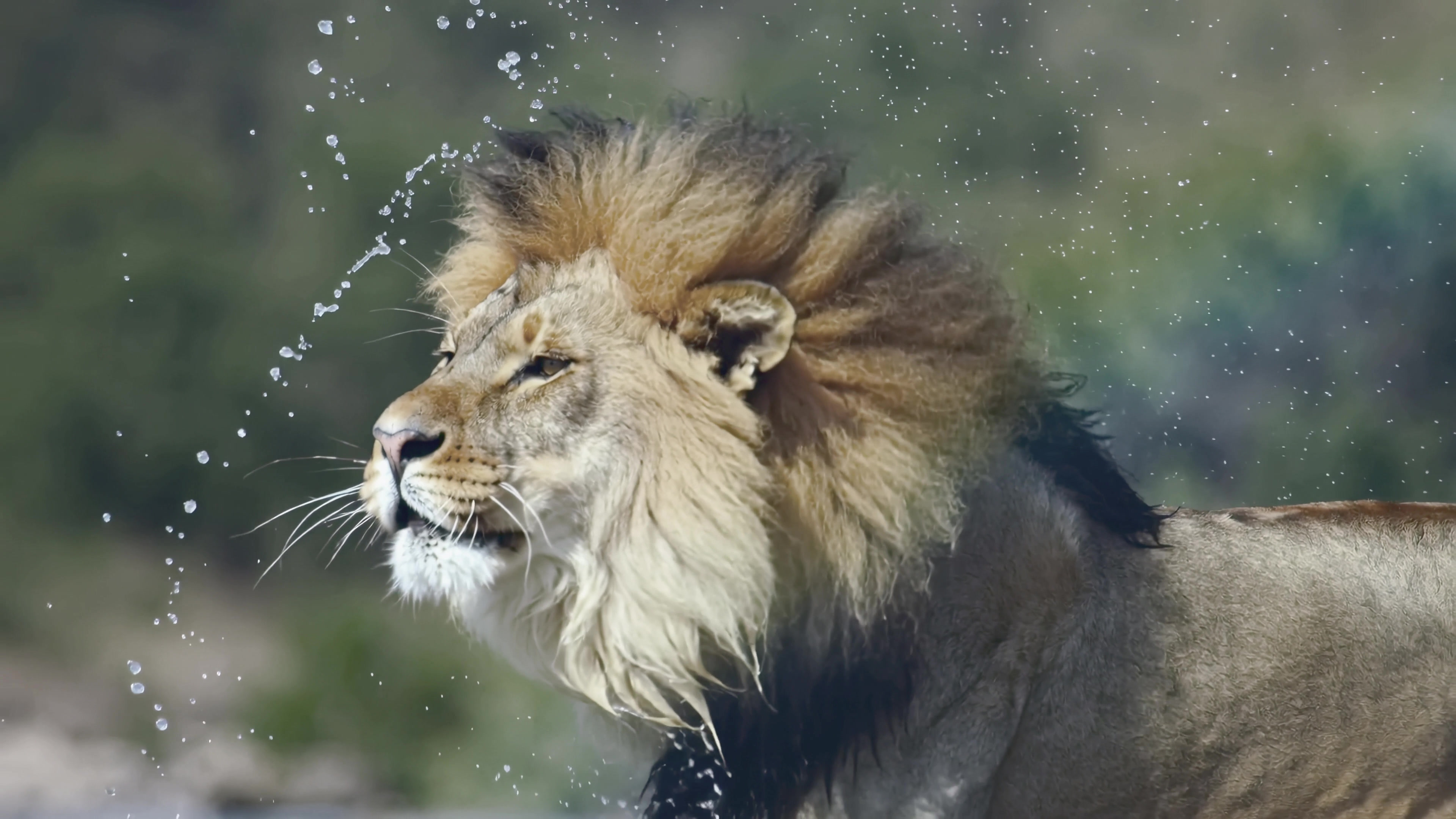 Lion shakes off water after swimming in natural habitat during sunny day at local wildlife park