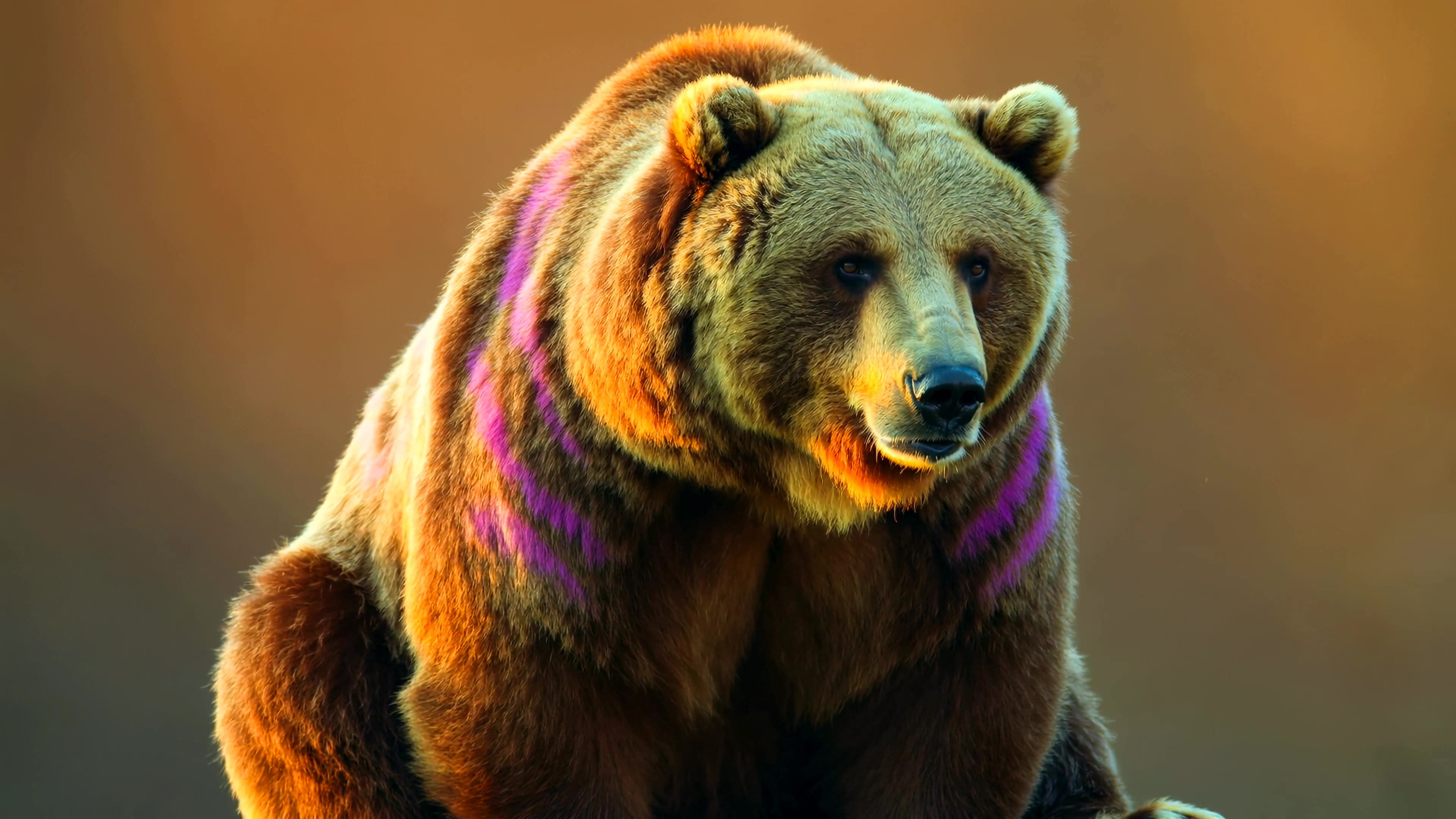 Bear sits on a rock with colorful markings in the wilderness during sunset hours