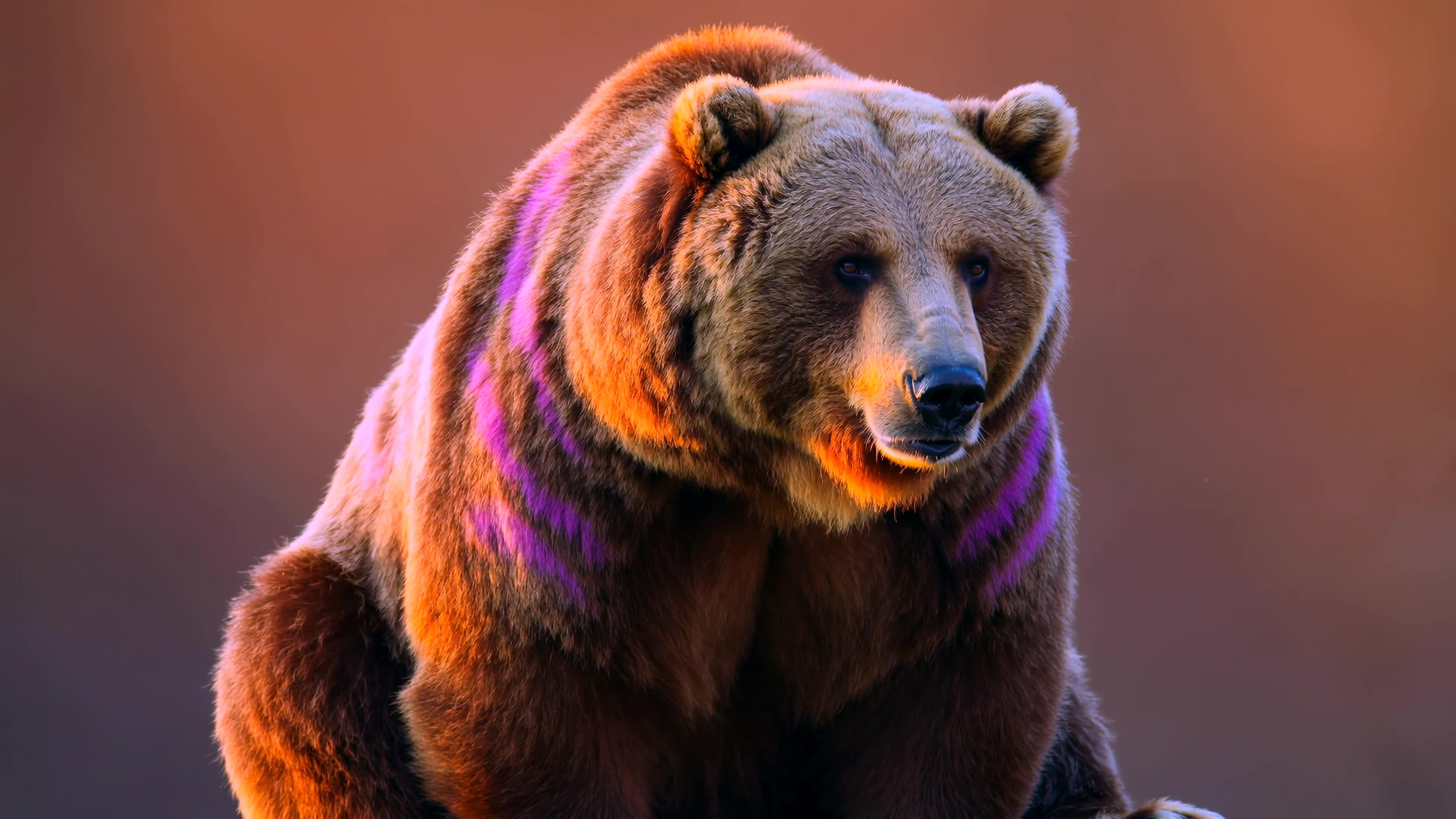 Wild bear stands on a rock as the sun sets in the background creating warm colors in the sky