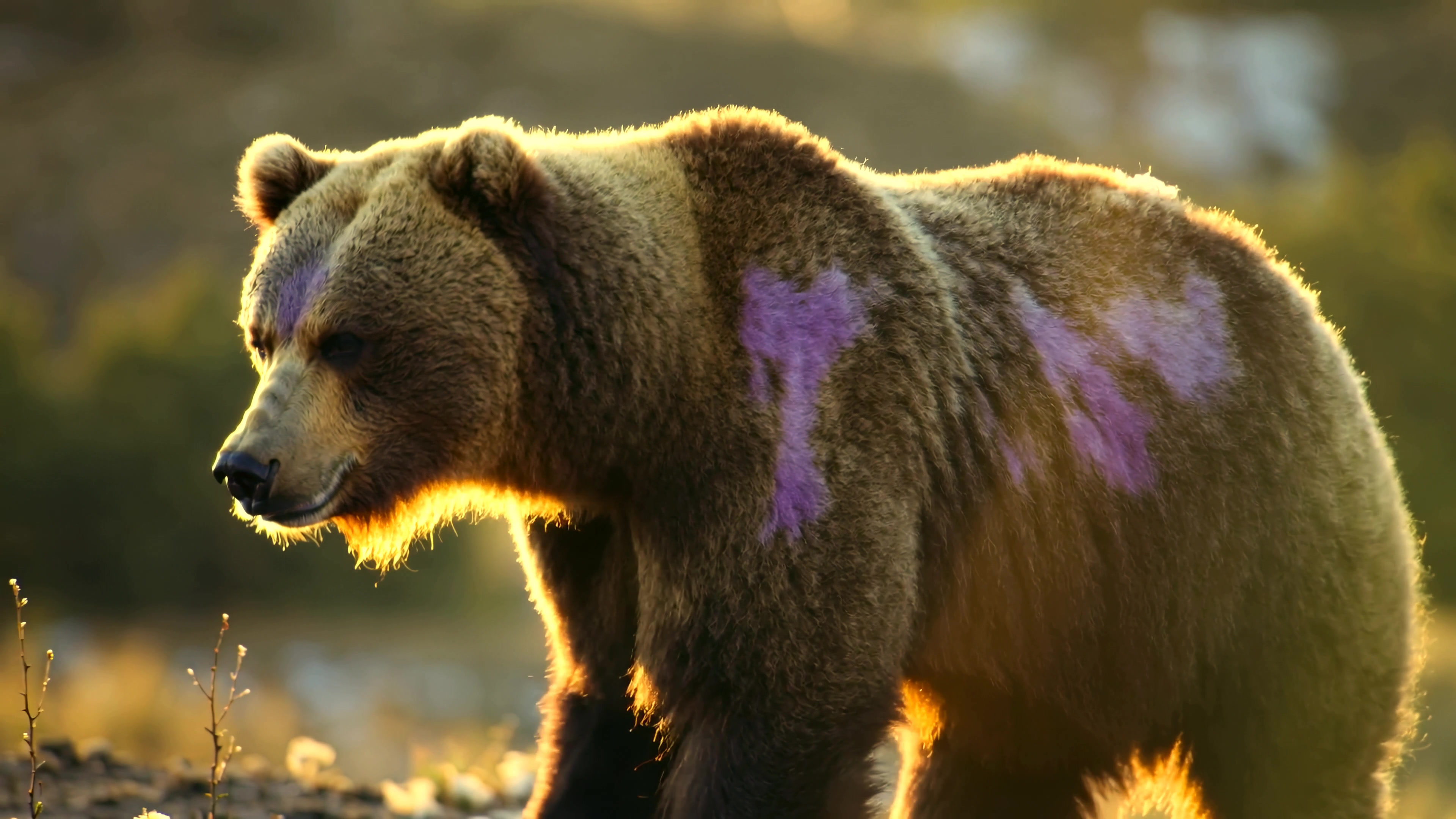 Wild bear with colored marks walking through natural habitat during late afternoon light