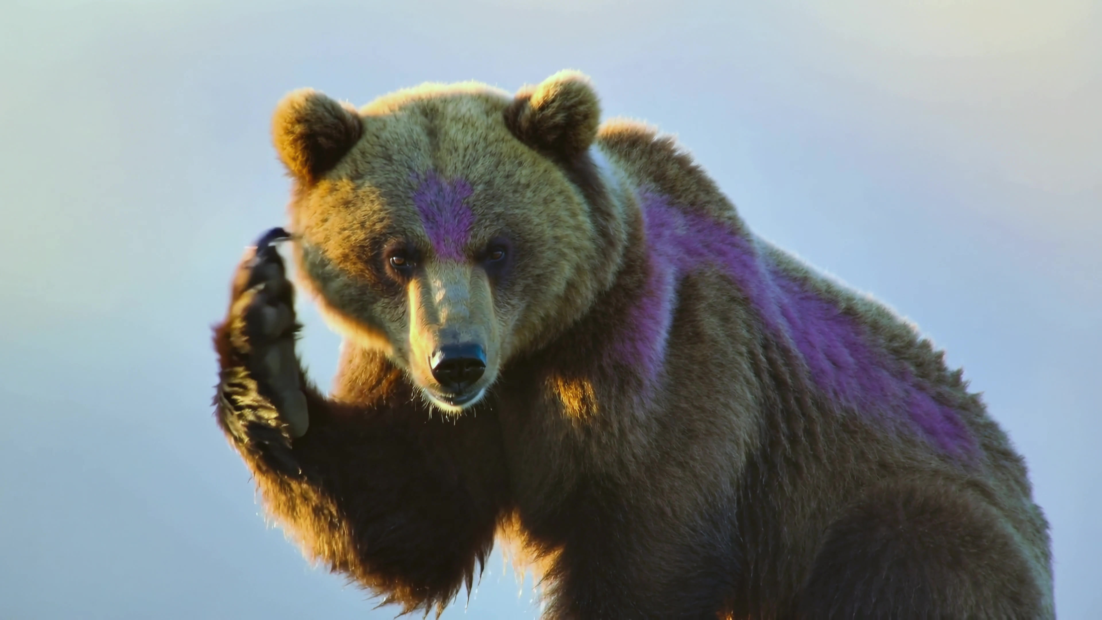 Bear in nature scratching its head in a landscape during daylight hours