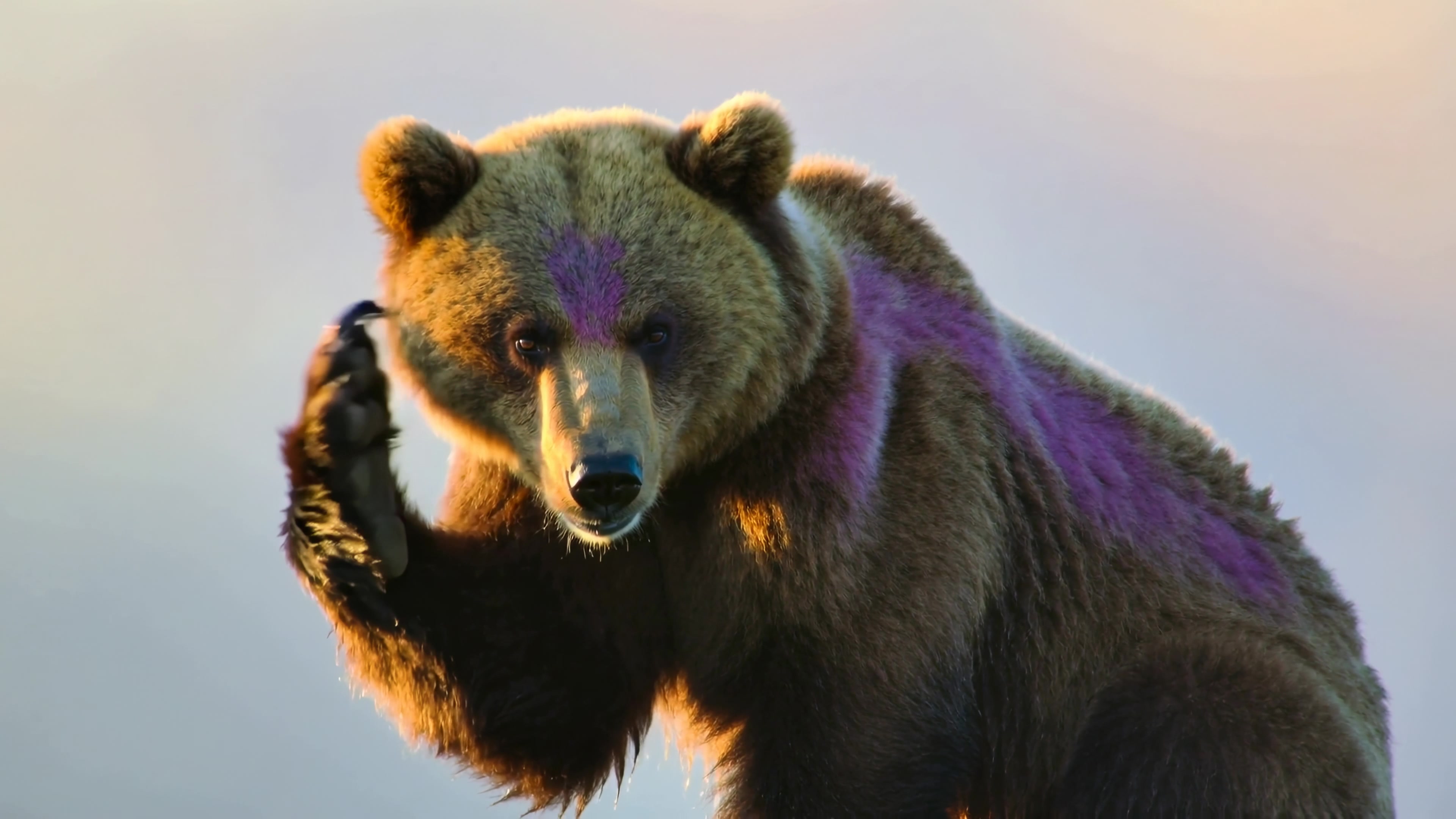 Bear stands in a natural setting while grooming itself during golden hour light in the wilderness