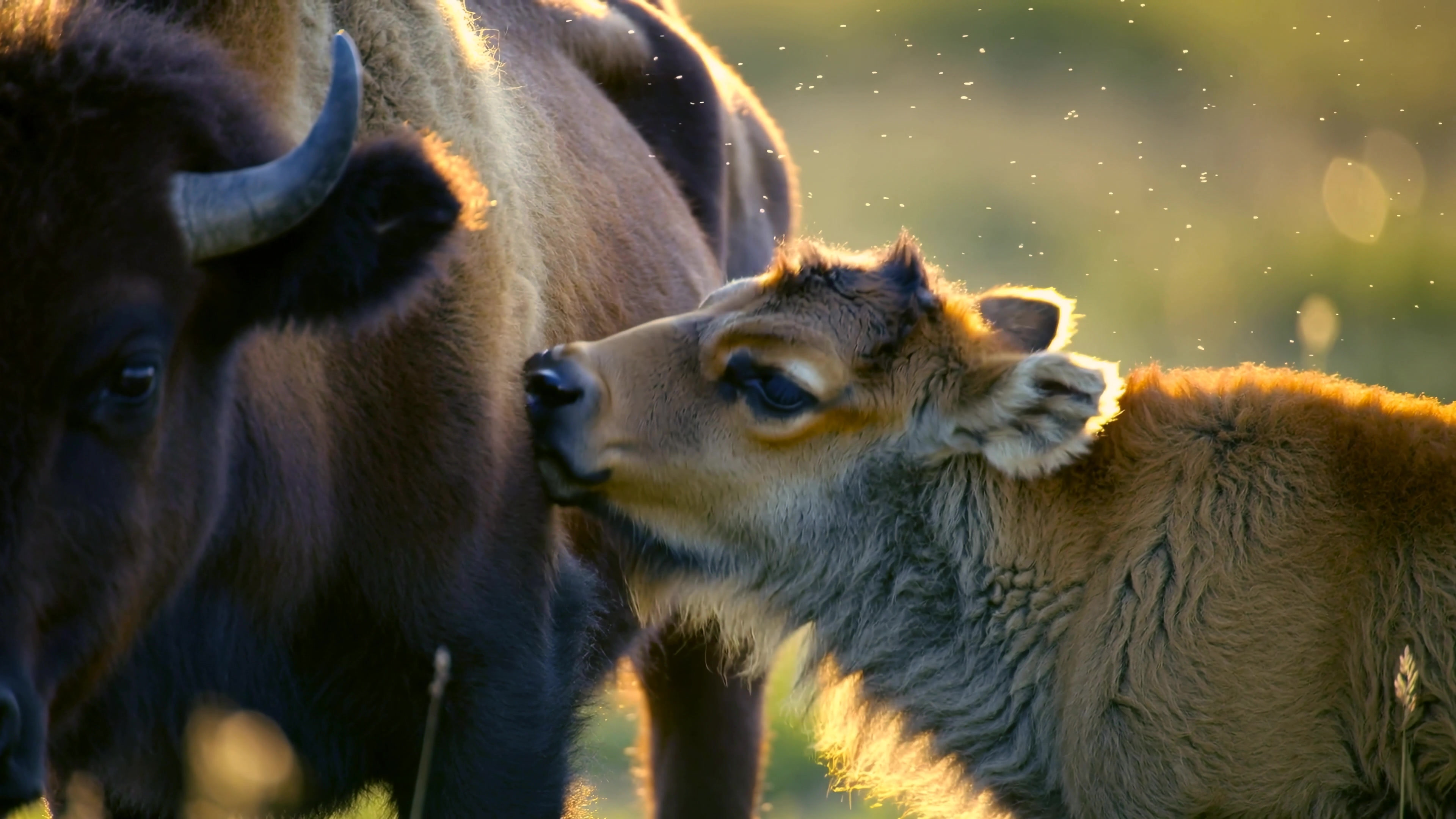 Young calf interacts with adult bison in a grassy field during golden hour