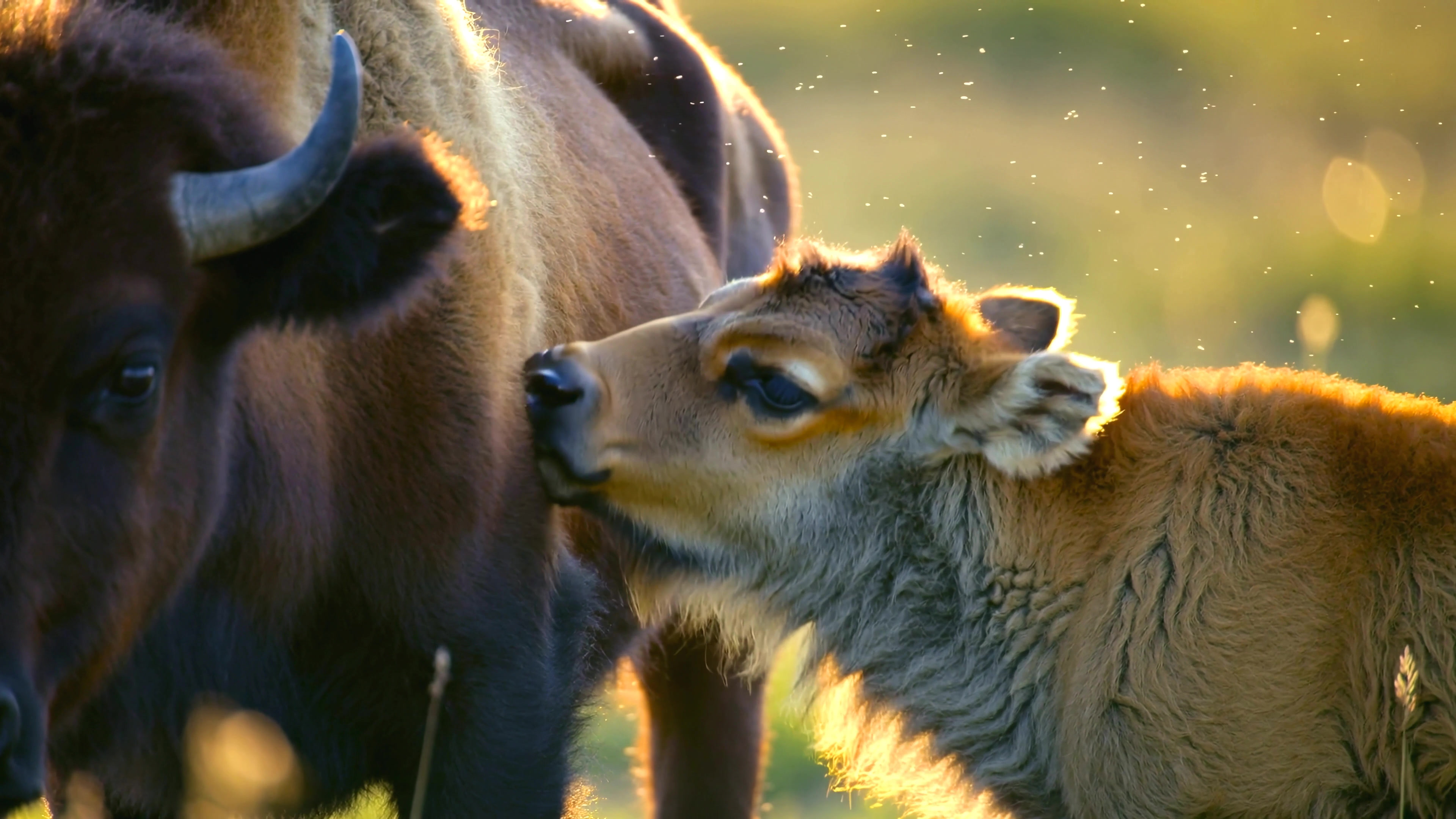 Calf interacts with adult bison in a grassy field during sunrise