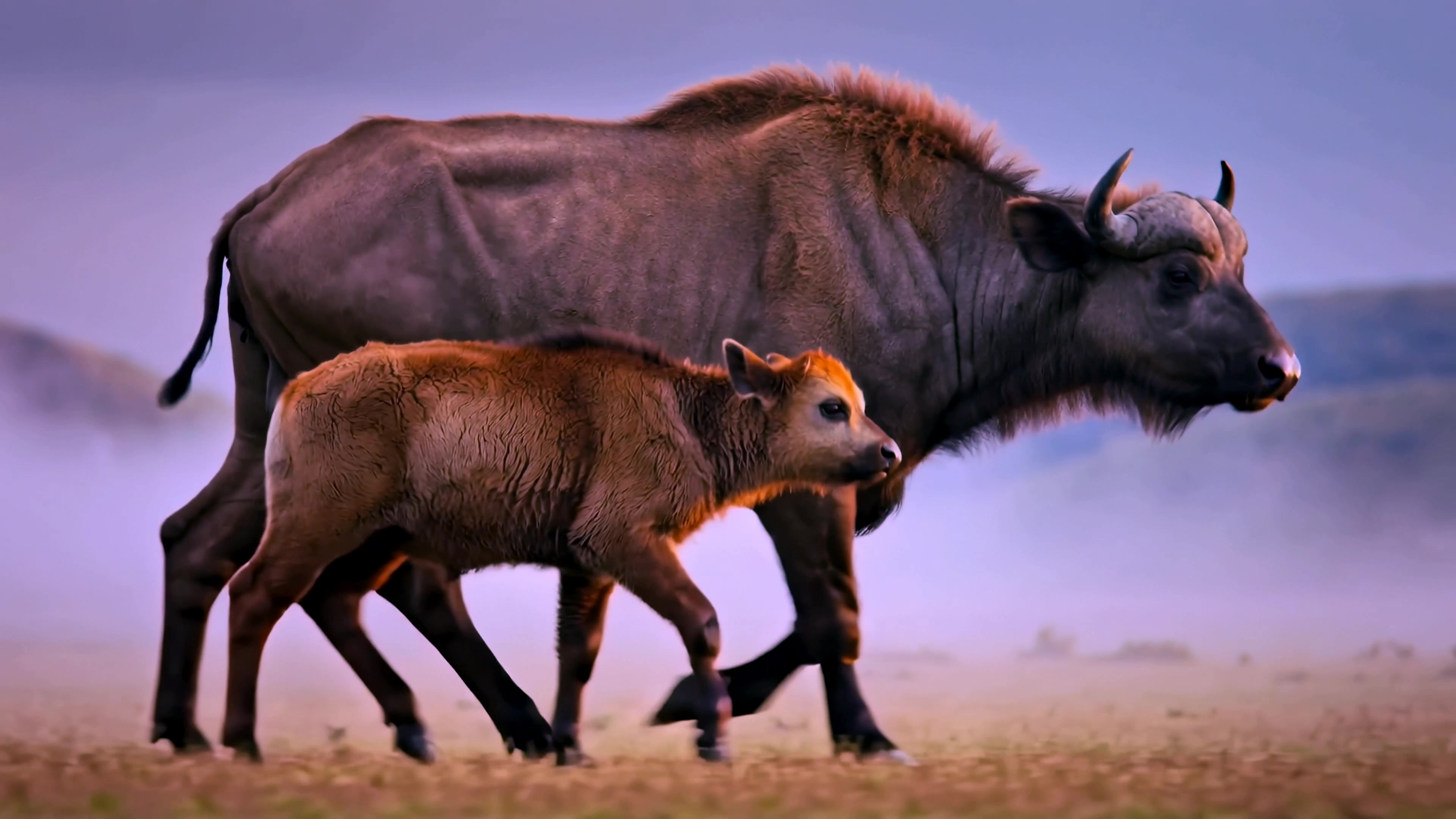 Bison cow and calf walking in misty grassland during early morning hours
