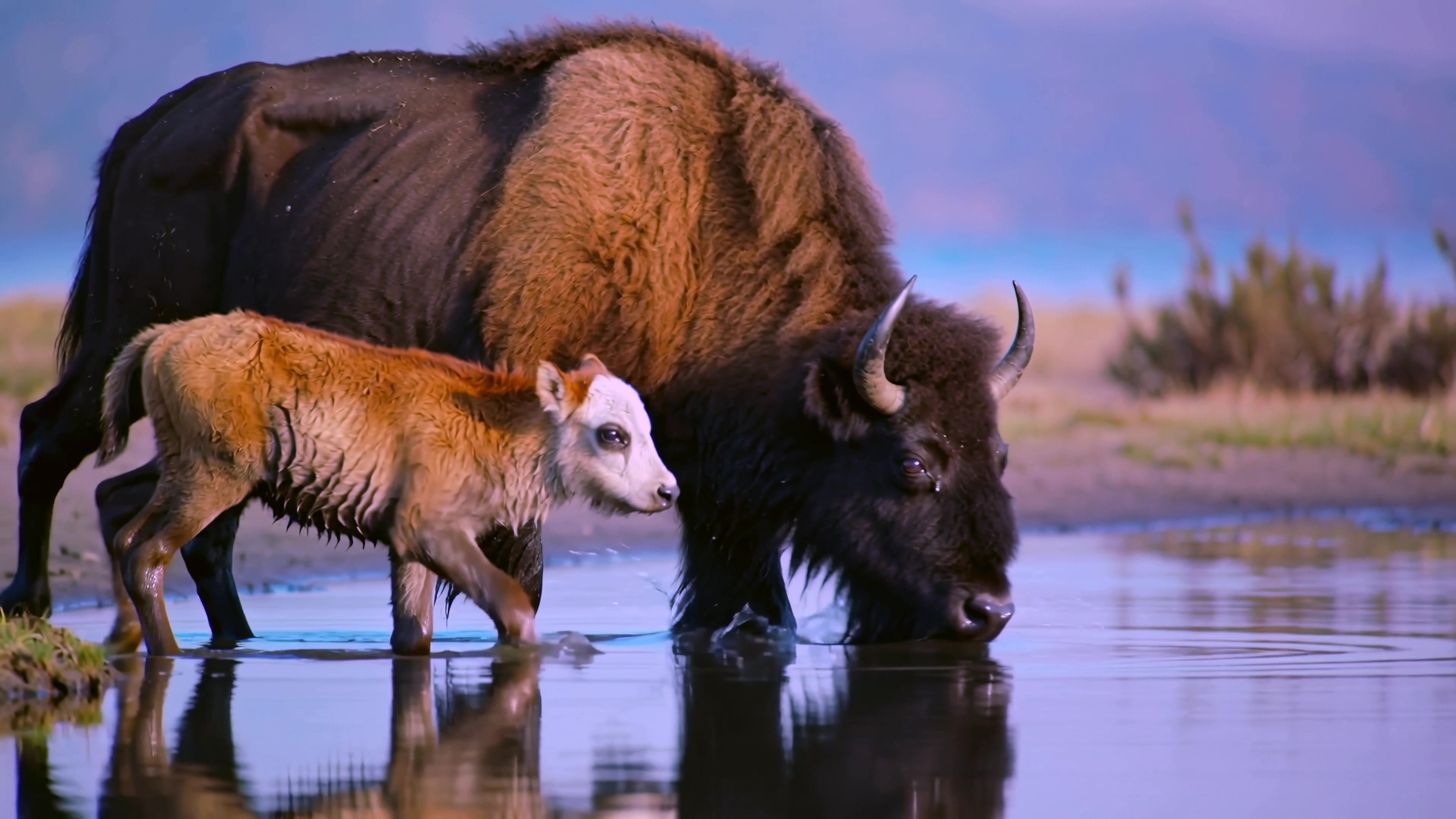 Bison and calf walk through water, enjoying the natural environment at a scenic location during daylight